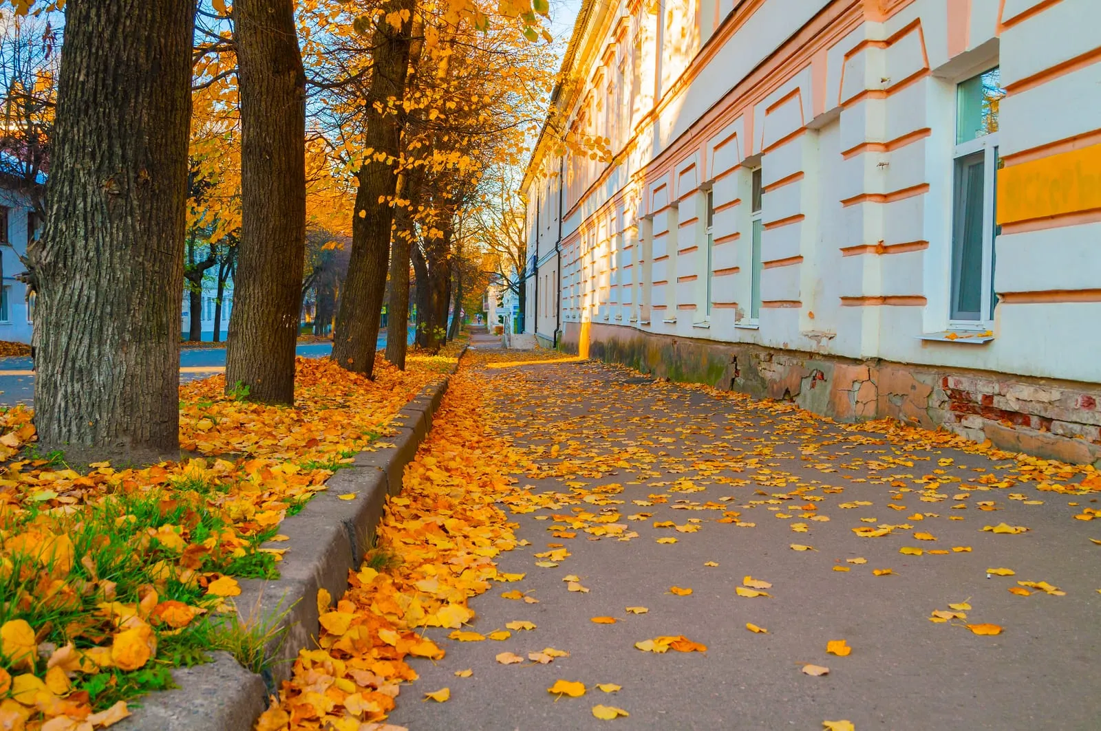 Autumn scene with fallen yellow leaves on a sidewalk beside a white building and a row of trees. Warm, vibrant colors fill the view.