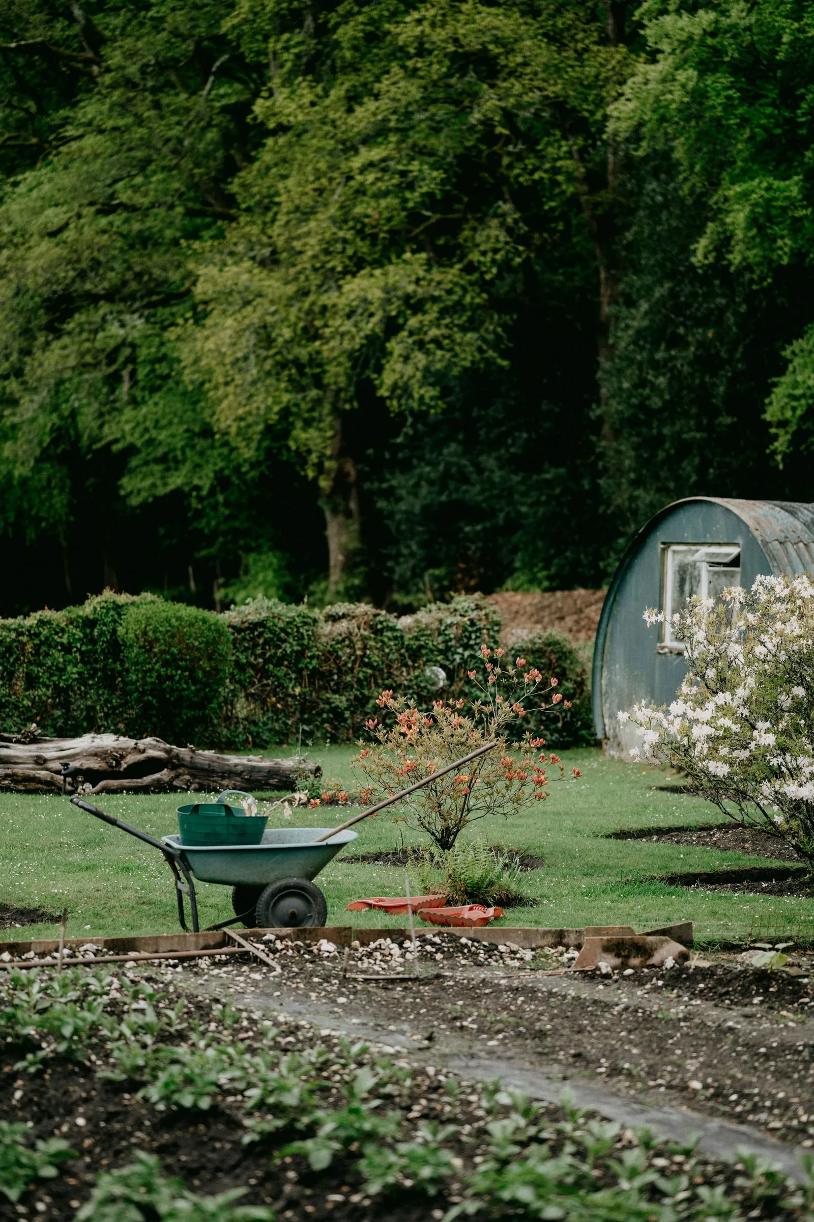 A green wheelbarrow and gardening tools in a lush garden with a blue shed, surrounded by blooming bushes and tall trees.