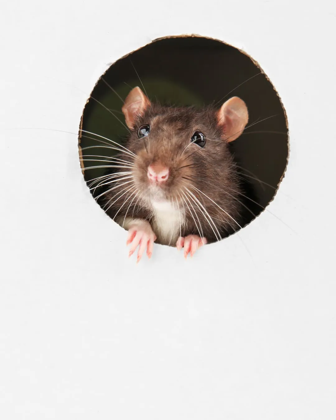 A curious brown rat peeks out of a circular hole in a white surface, displaying its whiskers and pink paws. The background is dark.