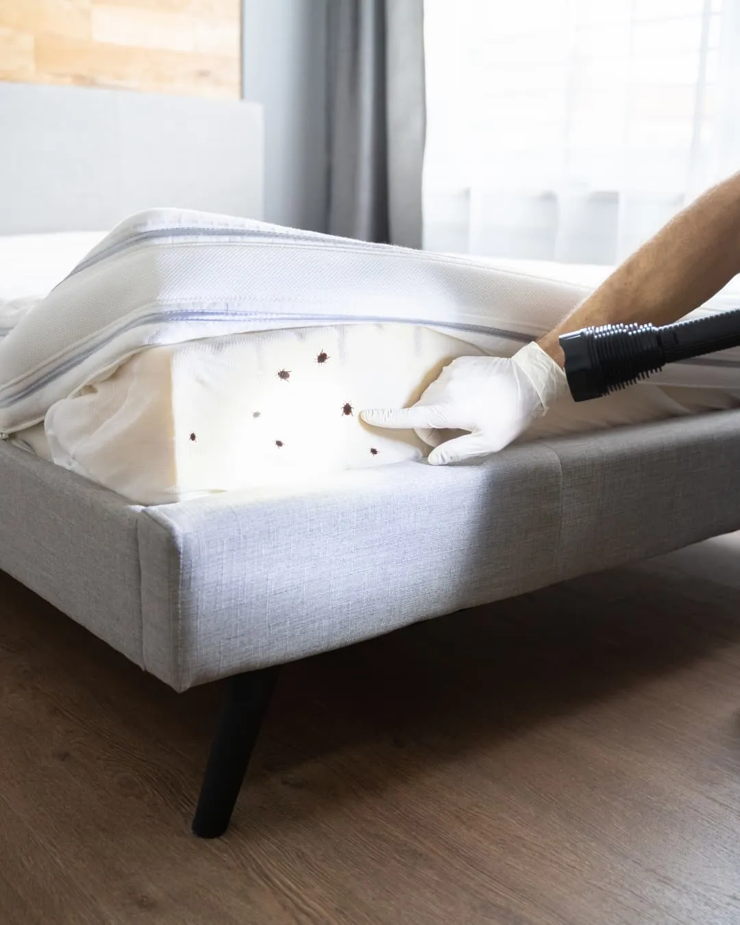 Person lifts mattress to reveal bed bugs, pointing at them with gloved hand. Vacuum hose nearby. Bedroom setting with wooden floor.