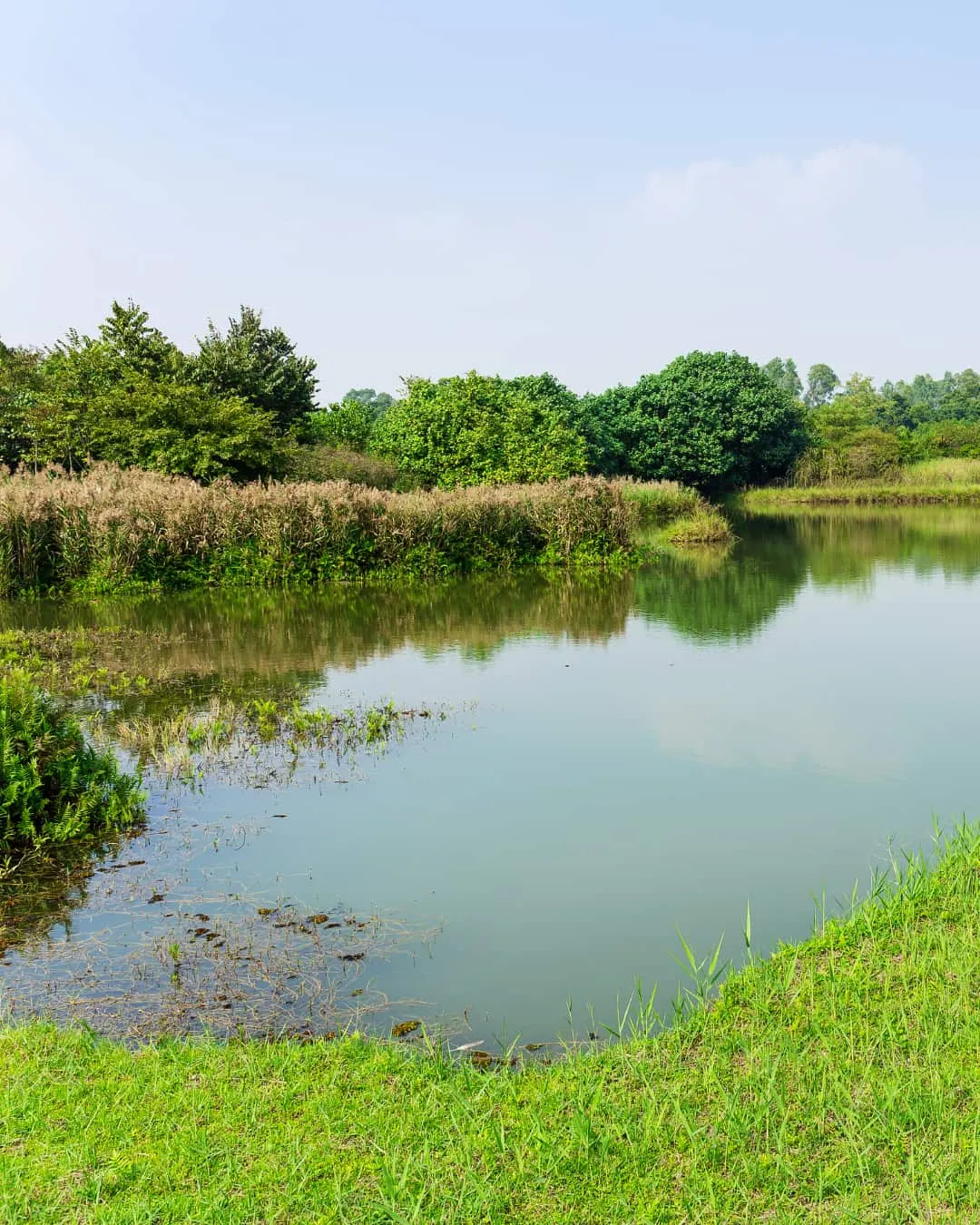 A calm pond reflecting clear blue sky, surrounded by lush green grass and dense trees, creating a serene and peaceful natural setting.