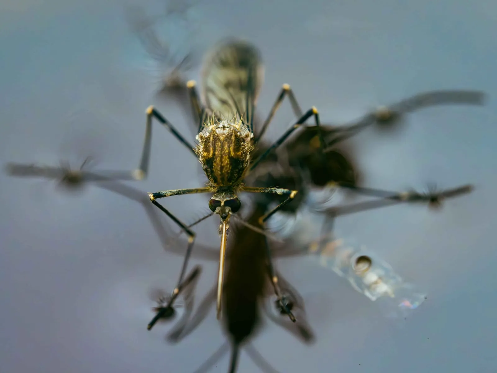 Close-up of a mosquito on still water, showing intricate details of its body. The background is a soft blue-gray, conveying a serene mood.