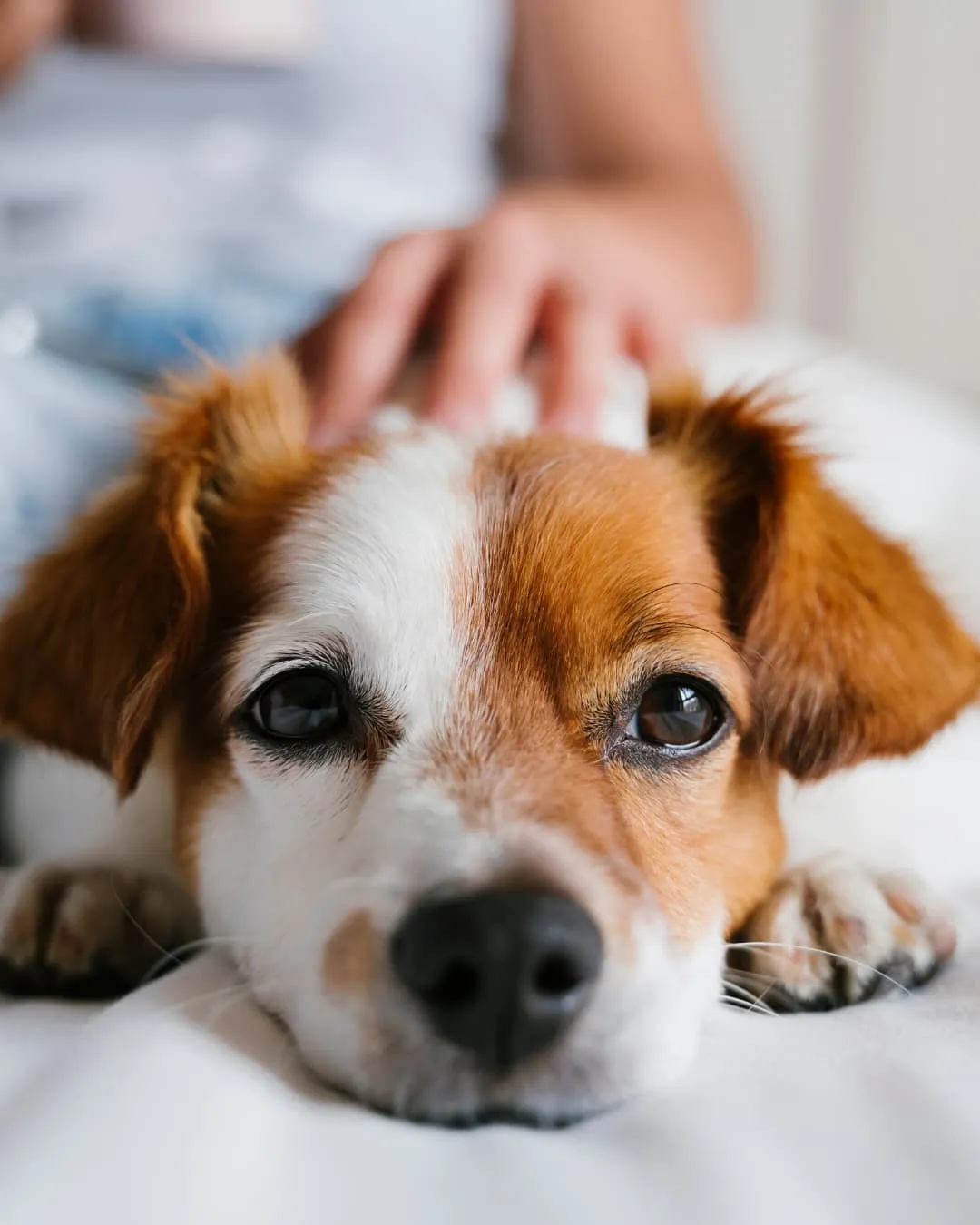Brown and white dog resting on a bed, being gently petted by a hand. The mood is calm and content in a cozy, soft-lit setting.