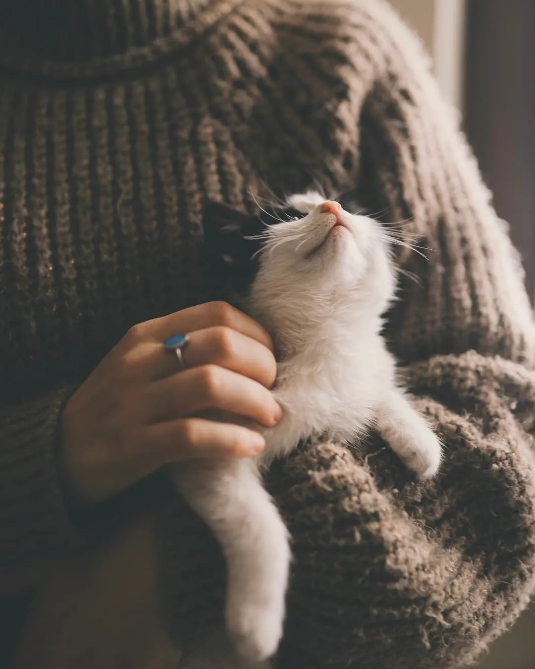 Person in a brown sweater cuddles a relaxed black-and-white kitten. A hand with a blue-ring caresses the kitten. Warm, cozy setting.