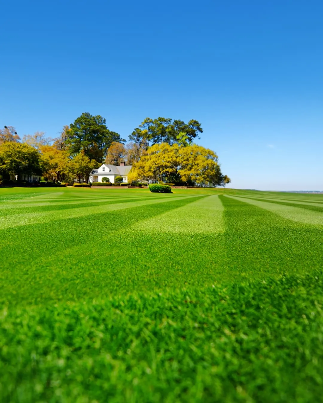 Vast green lawn with striped patterns, a small white house surrounded by trees, and a clear blue sky create a serene, sunny atmosphere.