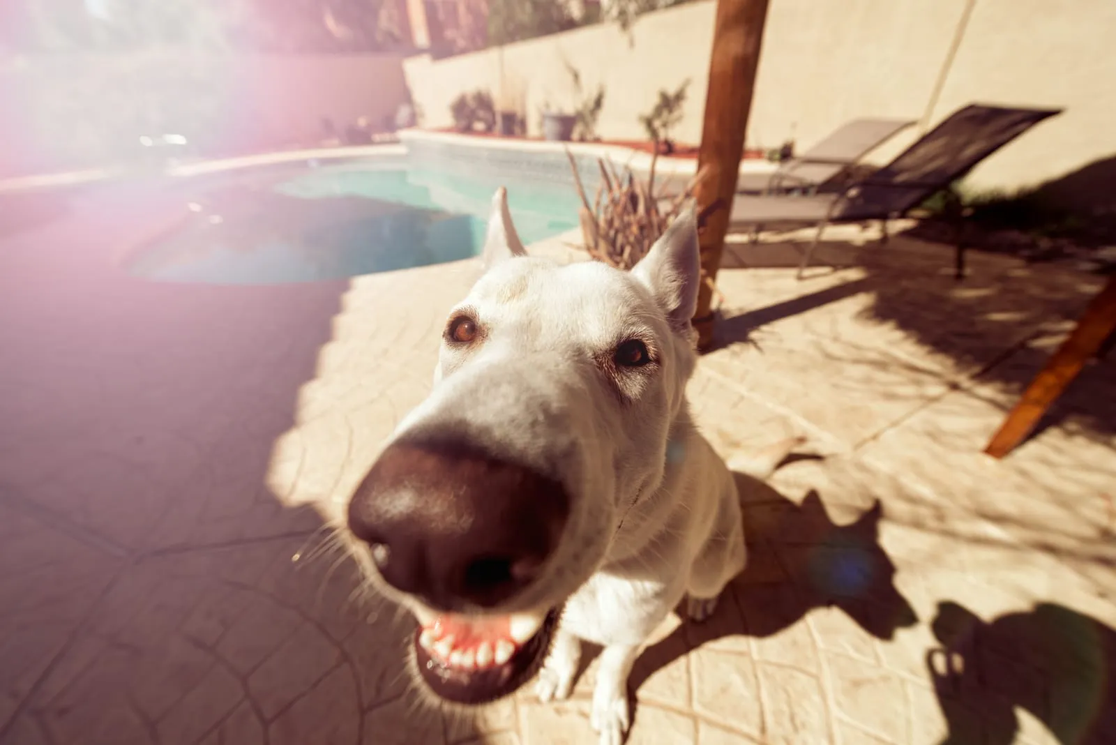 White dog with a big nose, smiling brightly in a sunny backyard by a pool. The patio has geometric patterns, creating a cheerful vibe.