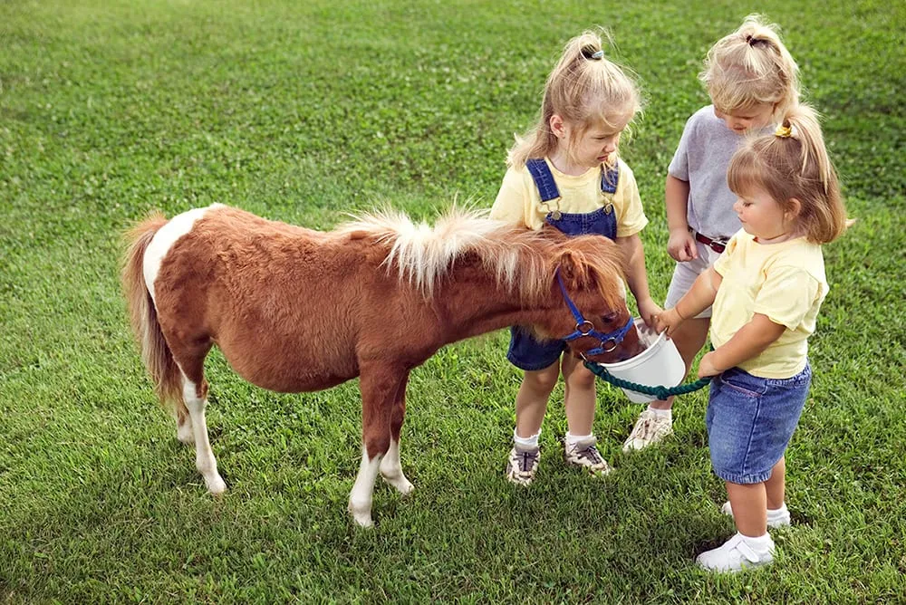 Three children in yellow shirts and denim shorts are feeding a small brown pony from a white bucket on a grassy field using the best mosquito repellant for yard. 