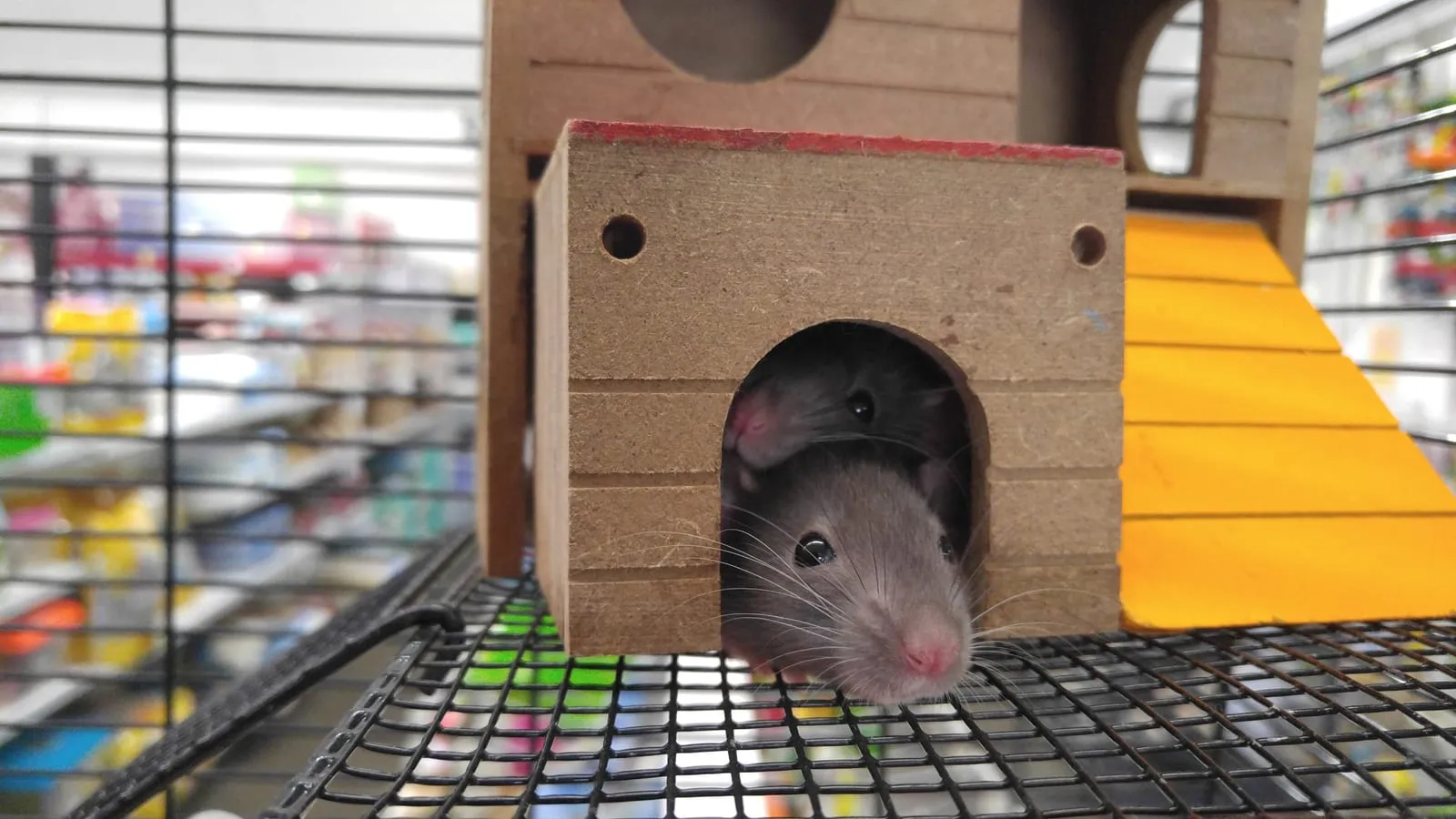 Two rats peek out from a wooden house in a cage. The setting is a bright pet store with colorful shelves in the background.