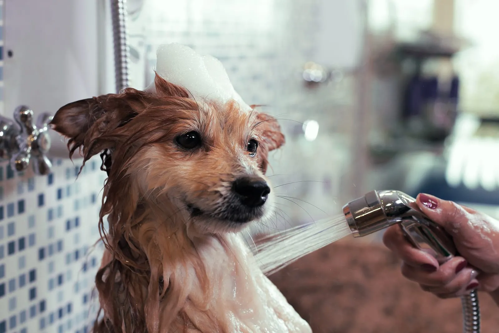 Wet dog being bathed with showerhead, soap suds on its head, in a tiled bathroom. The scene is calm and the mood lighthearted.