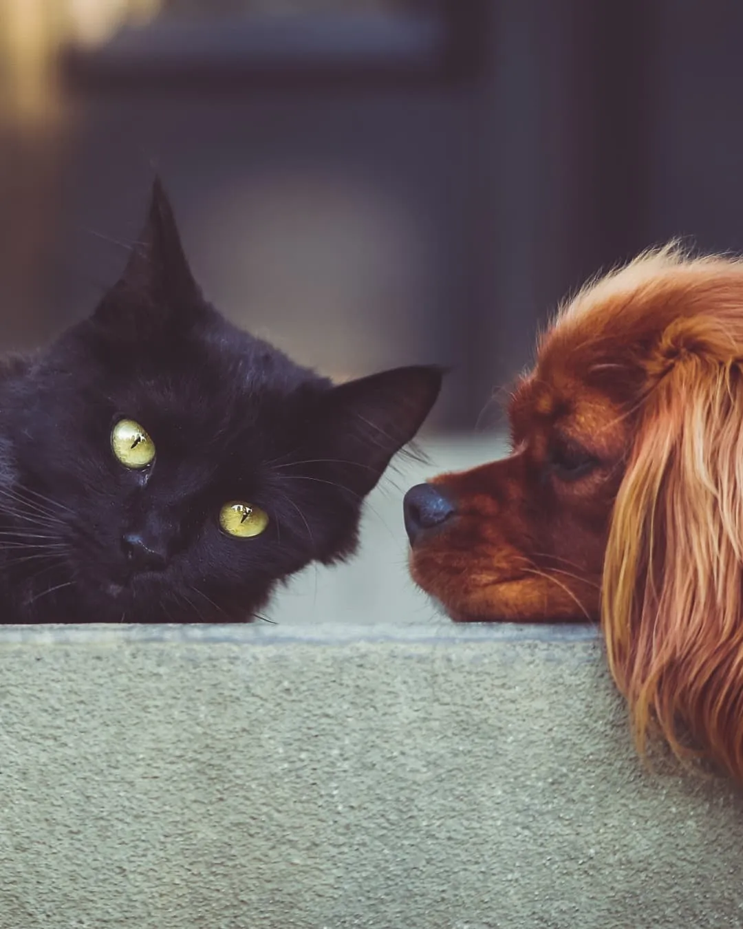 A black cat and a brown dog rest their heads on a ledge, gazing peacefully. Soft lighting and blurred background create a calm mood.