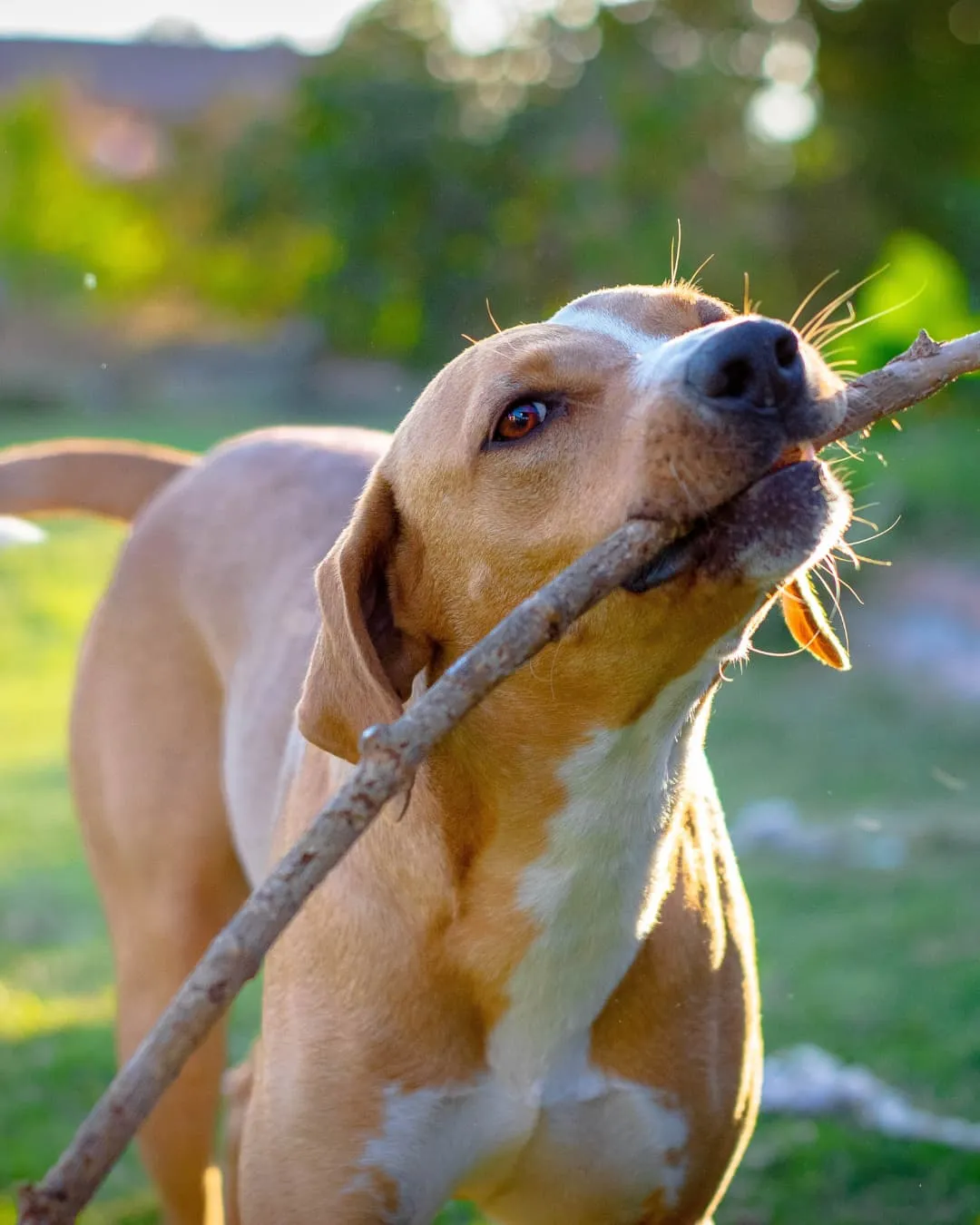 Brown dog playfully bites a stick in a sunlit garden. The background is a blur of greenery, giving a lively and cheerful mood.