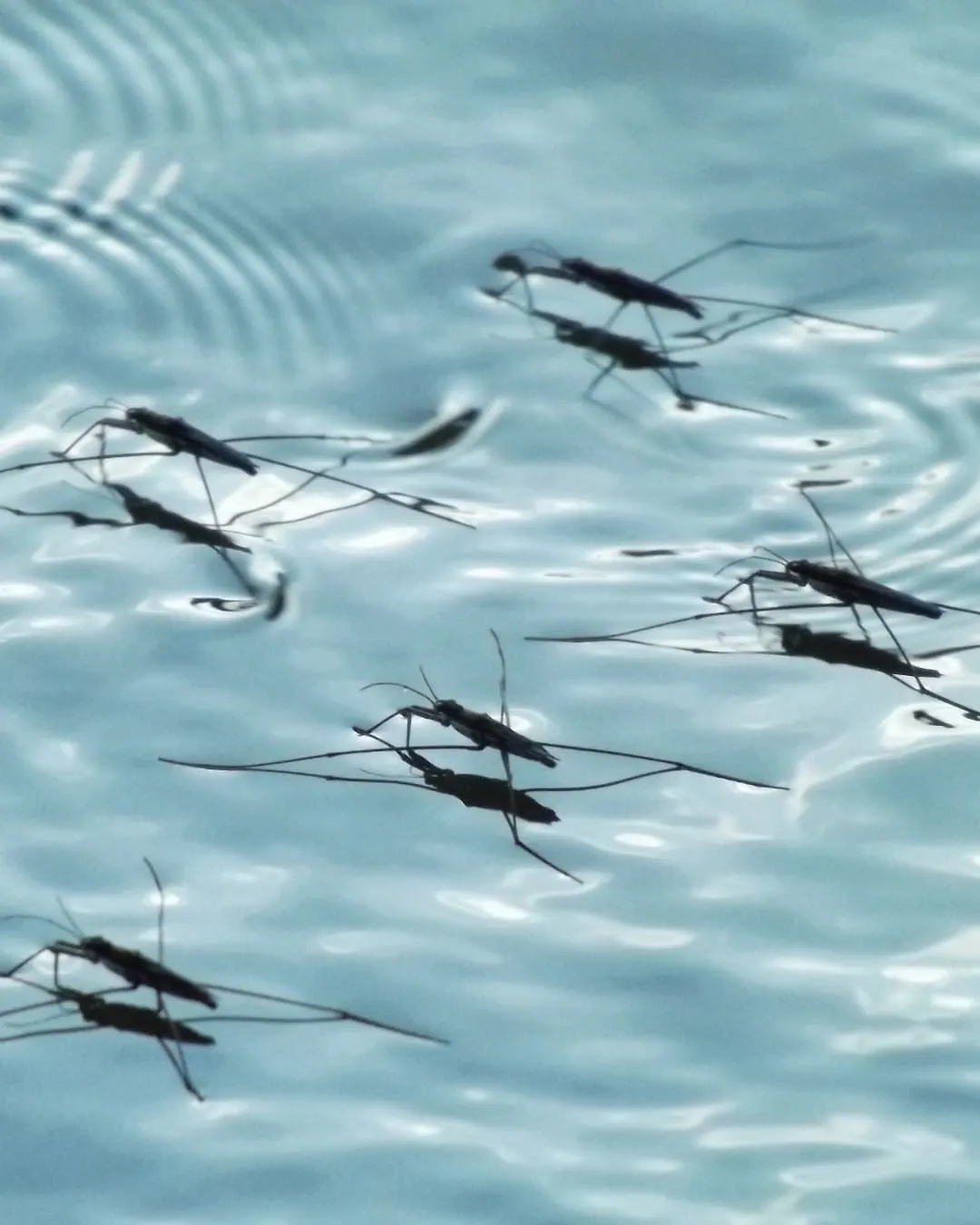 Water striders gliding across a rippling blue water surface, creating subtle wave patterns. The scene is tranquil and serene.