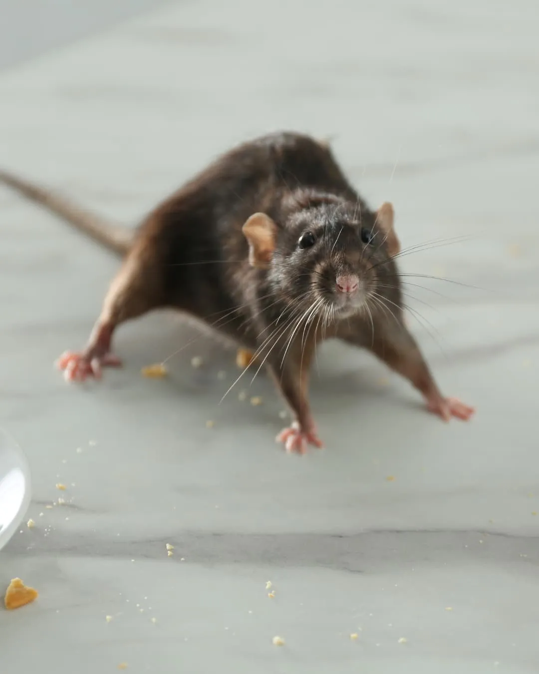 A brown rat on a marble surface surrounded by crumbs, looking alert. The setting is clean and neutral with a focus on the rat's expression.