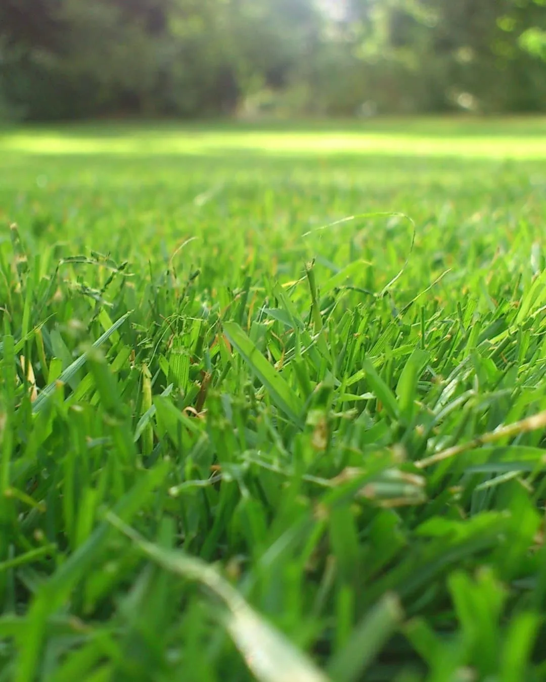 Close-up of green grass with a blurry leafy background. The scene is sunlit, creating a peaceful, natural atmosphere.
