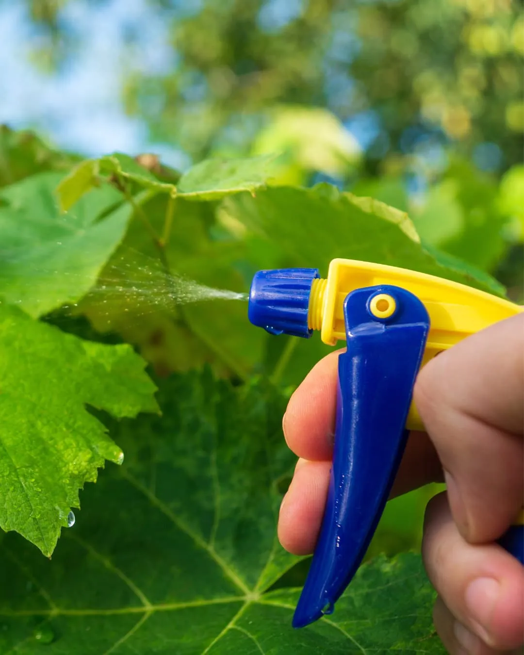 A hand sprays water on vibrant green leaves with a blue and yellow spray bottle, set against a blurred, lush garden background.