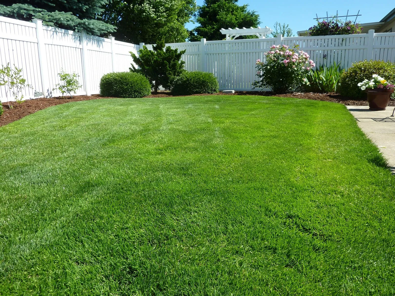 Lush green lawn, bordered by white fence and flowering shrubs, under clear blue sky. Neatly landscaped, conveying a serene garden setting.