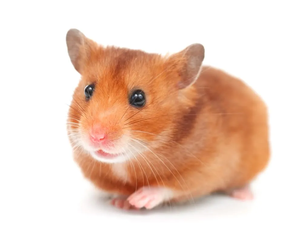 Brown hamster on white background, looking forward with bright eyes. Its small pink paws and nose stand out, creating a cute and curious mood.