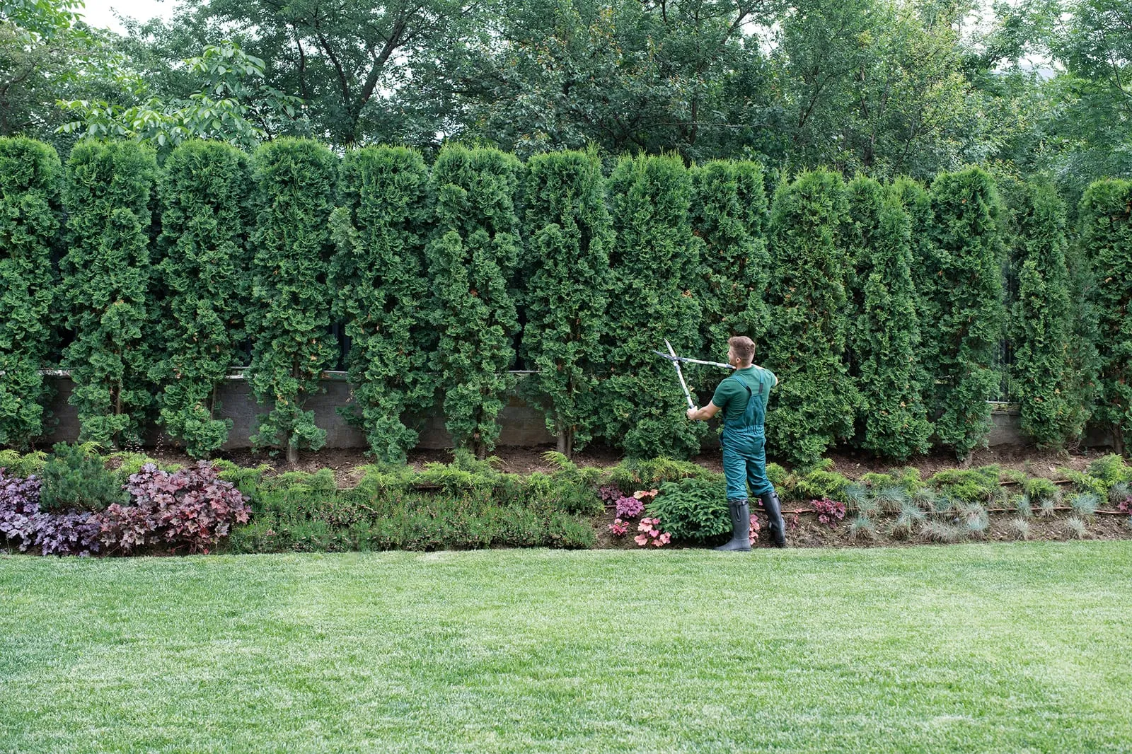 Man trimming tall hedges with shears in a lush garden. He's wearing green overalls and boots. The scene is calm and verdant.