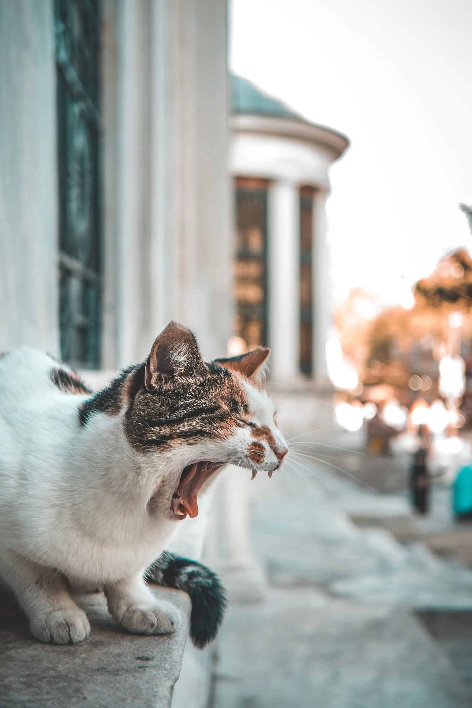 Yawning cat on a ledge beside a columned building, with a soft, blurred background of trees and warm tones.