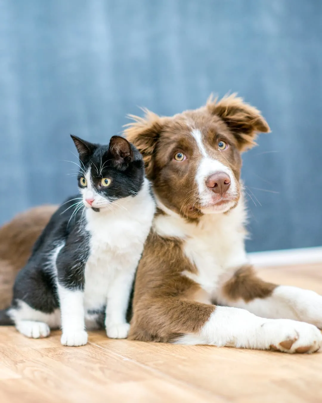 Brown dog and black-and-white cat sit closely on a wooden floor against a soft blue background, conveying a calm and friendly mood.