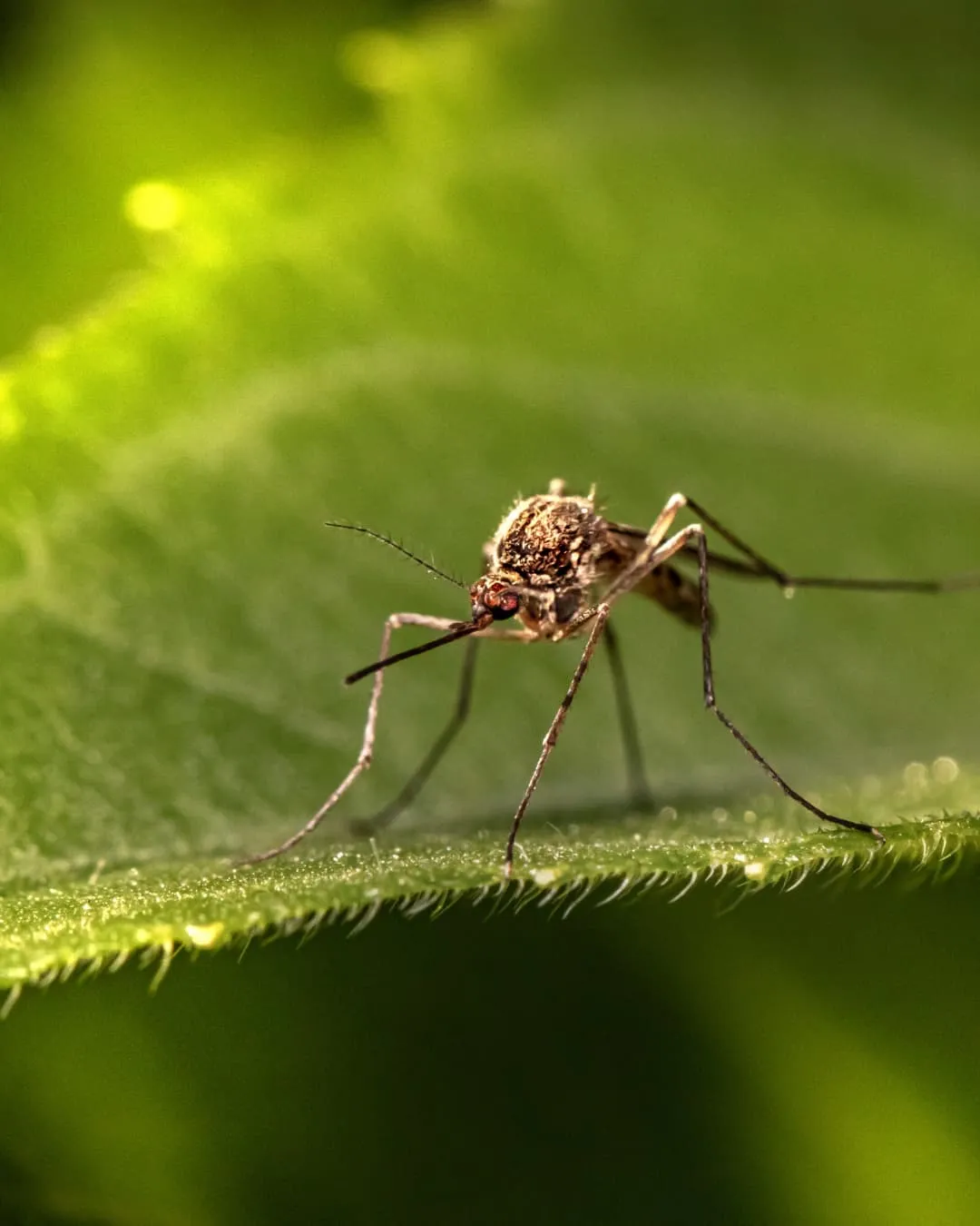 Close-up of a mosquito on a green leaf, featuring intricate details of its body and legs. The background is a soft, blurred green.