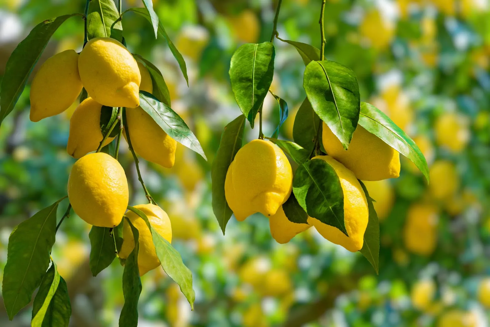 Clusters of bright yellow lemons hang from lush green branches against a blurred background of leaves, evoking a fresh and vibrant mood.