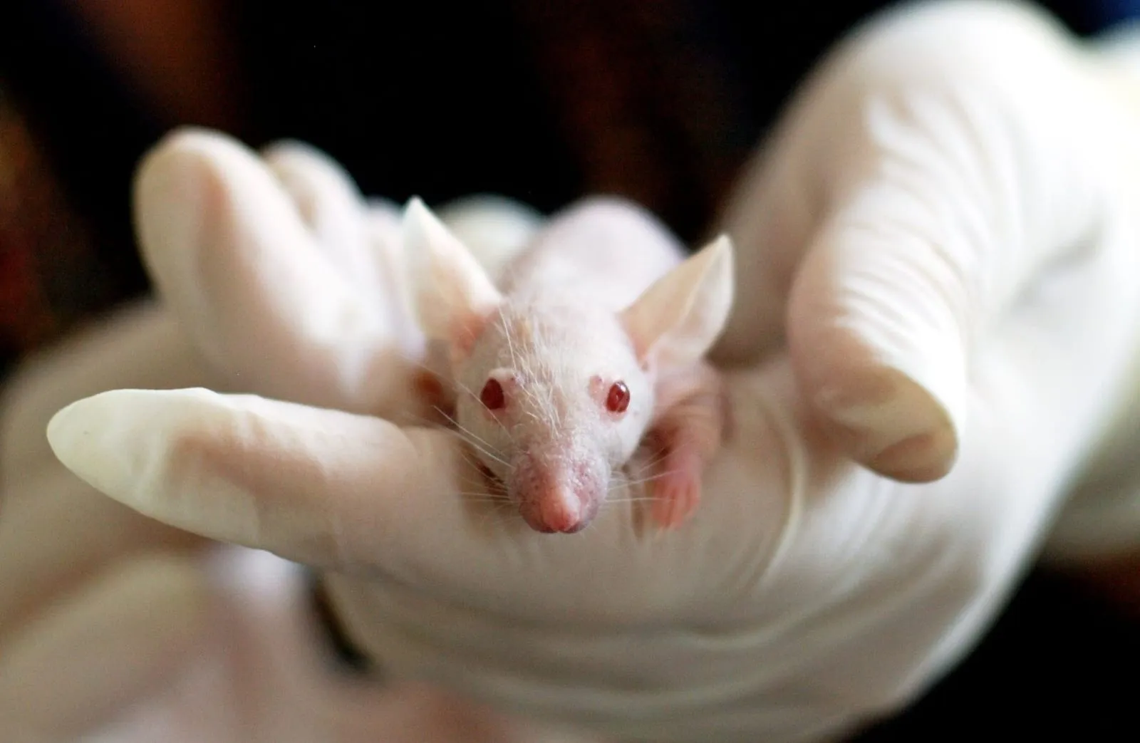 Gloved hands hold a small white rat with pink eyes, with focus on the rat against a dark background. The setting is unclear.