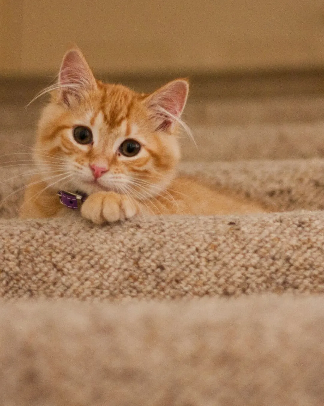 Orange kitten with a purple collar rests on carpeted stairs, looking curiously at the camera. Warm tones create a cozy atmosphere.