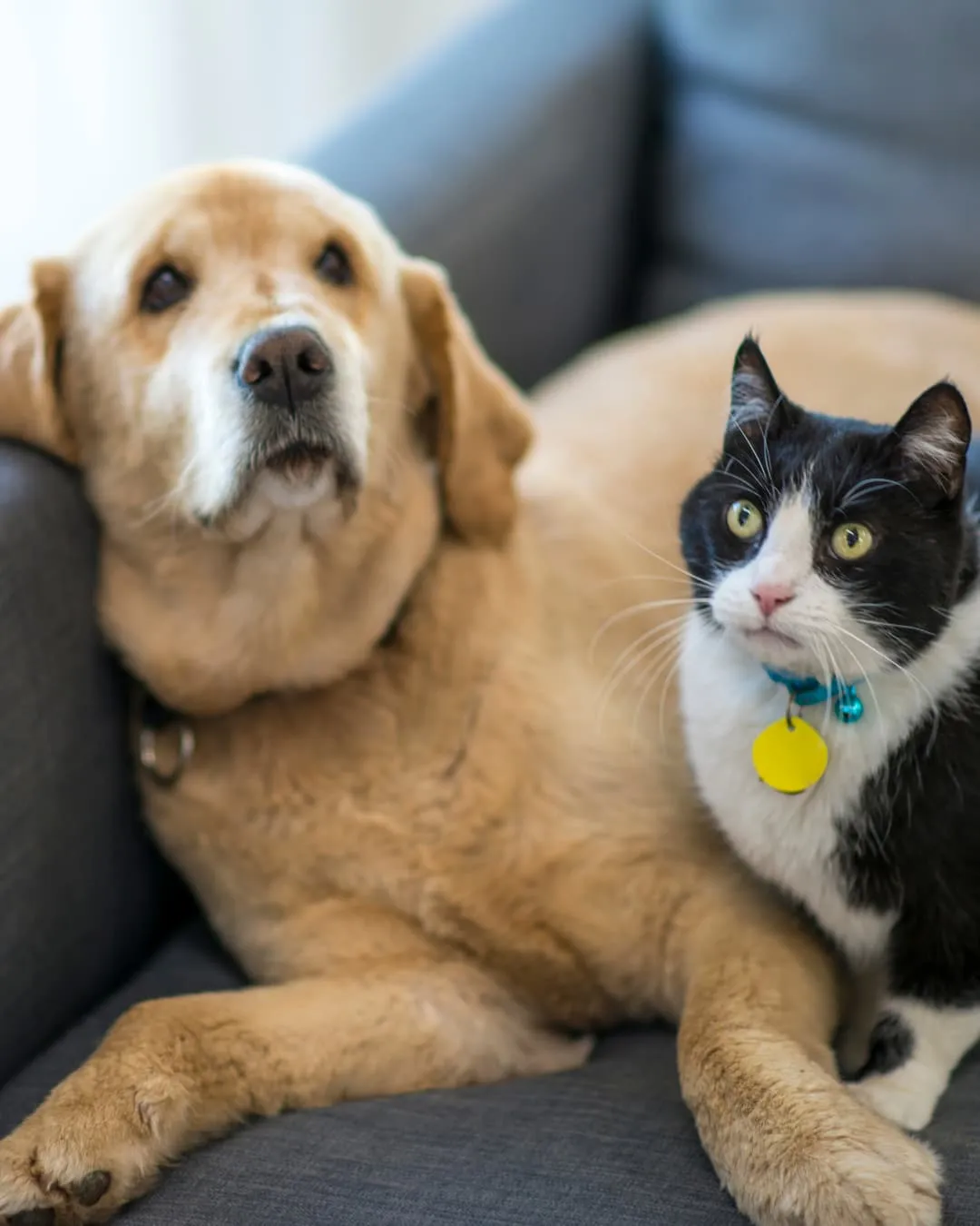 A golden dog and a black-and-white cat with a yellow tag sit closely on a gray couch, both looking attentively, creating a cozy atmosphere.