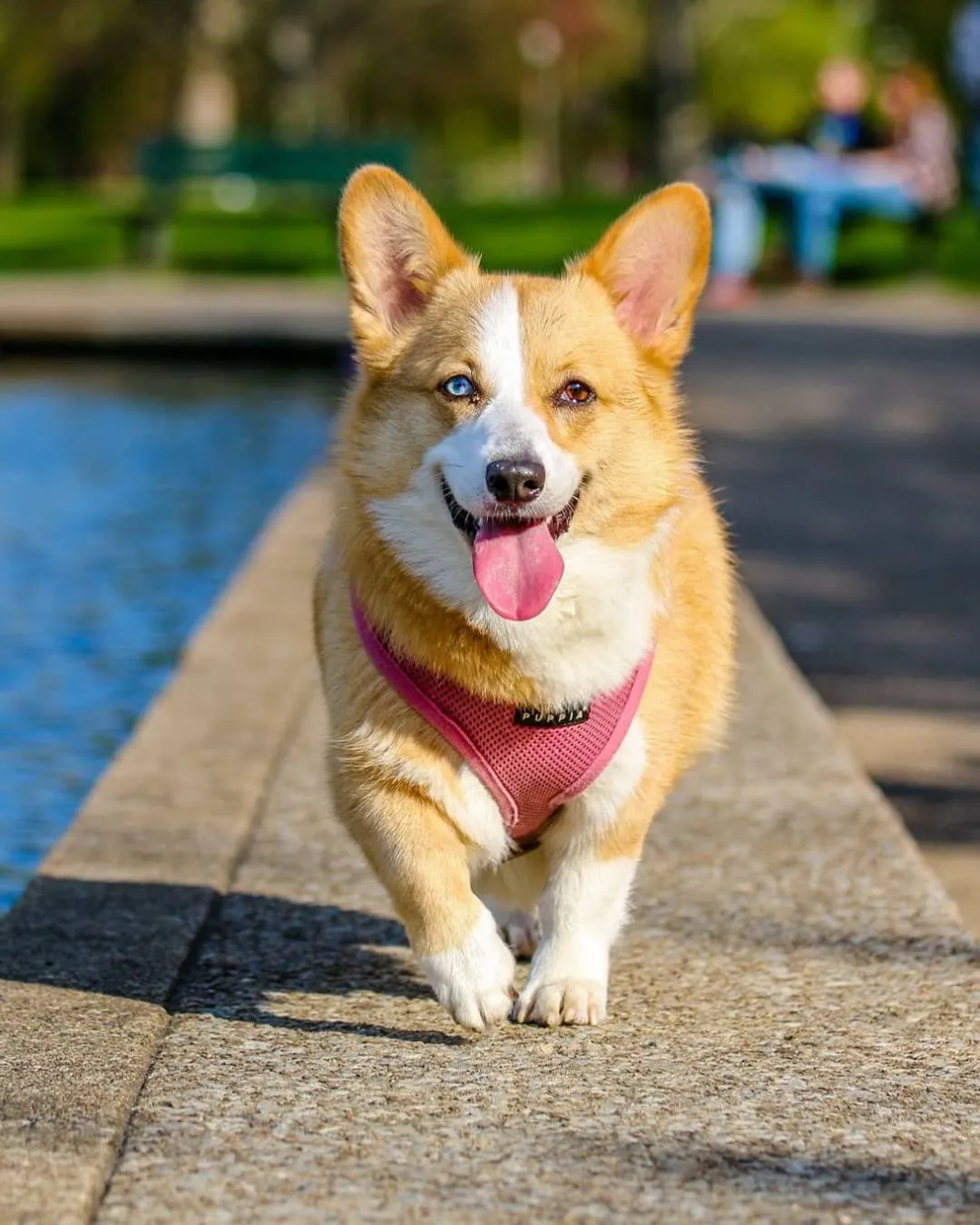 Corgi with a pink harness walks on a stone path near water. Happy expression with tongue out. Green park background, sunny day.