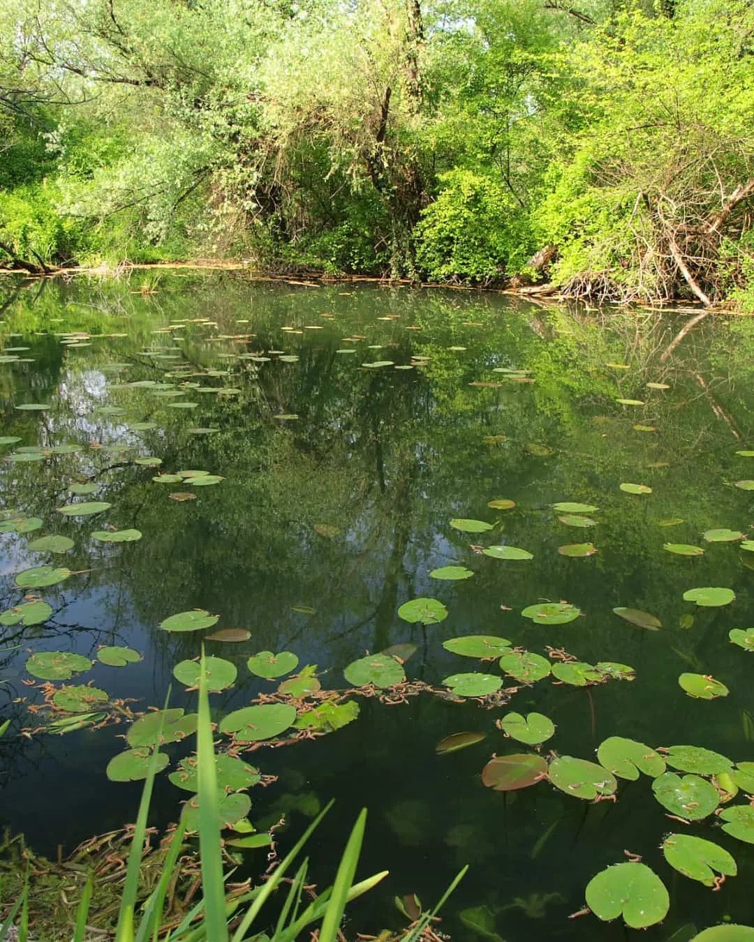 Lush green pond with lily pads, surrounded by dense trees reflecting on the water. Peaceful, natural setting with bright foliage.
