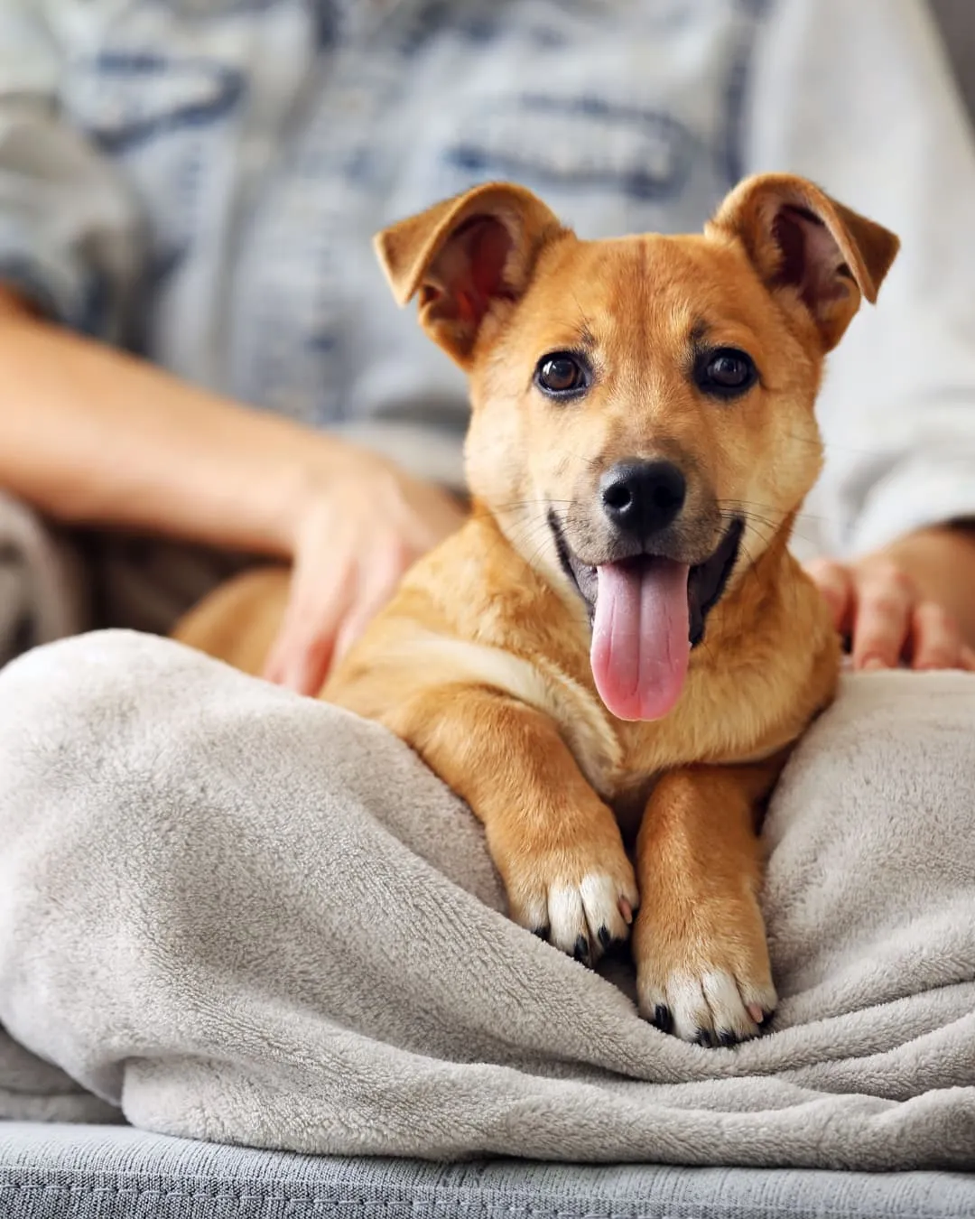 Brown dog with tongue out, lying on a gray blanket. A person in denim holds it, creating a cozy and cheerful mood.