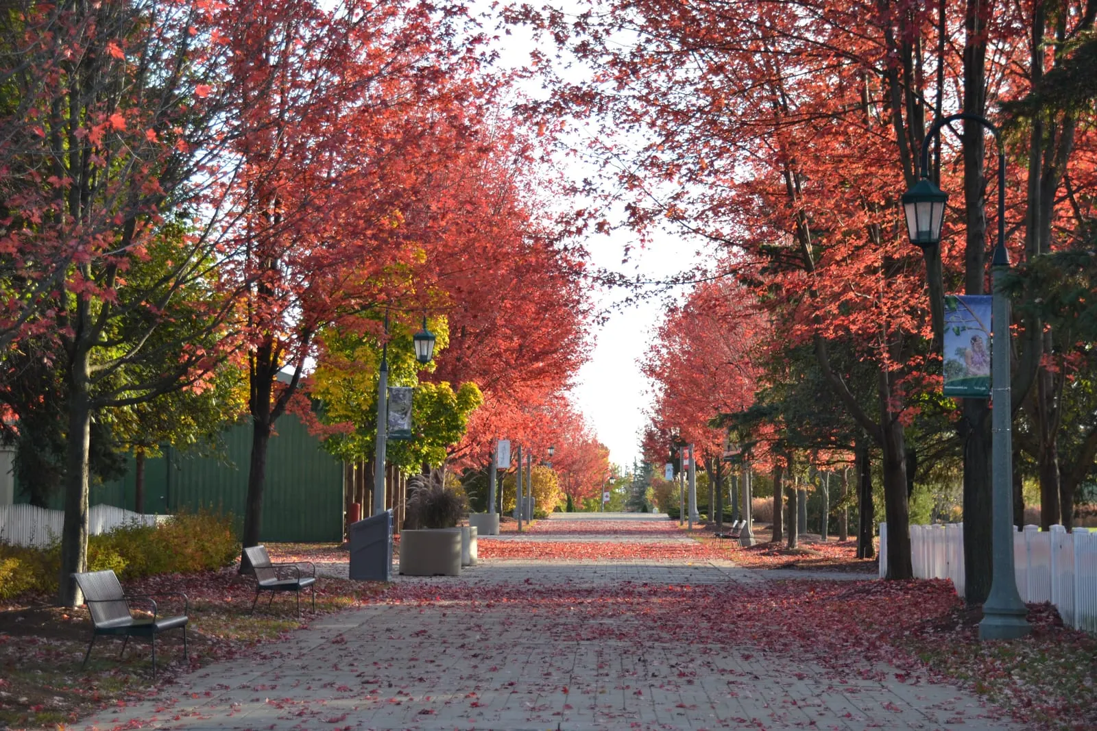 Tree-lined path with vibrant red autumn leaves under a clear sky. Empty benches line the walkway, creating a peaceful, serene mood.