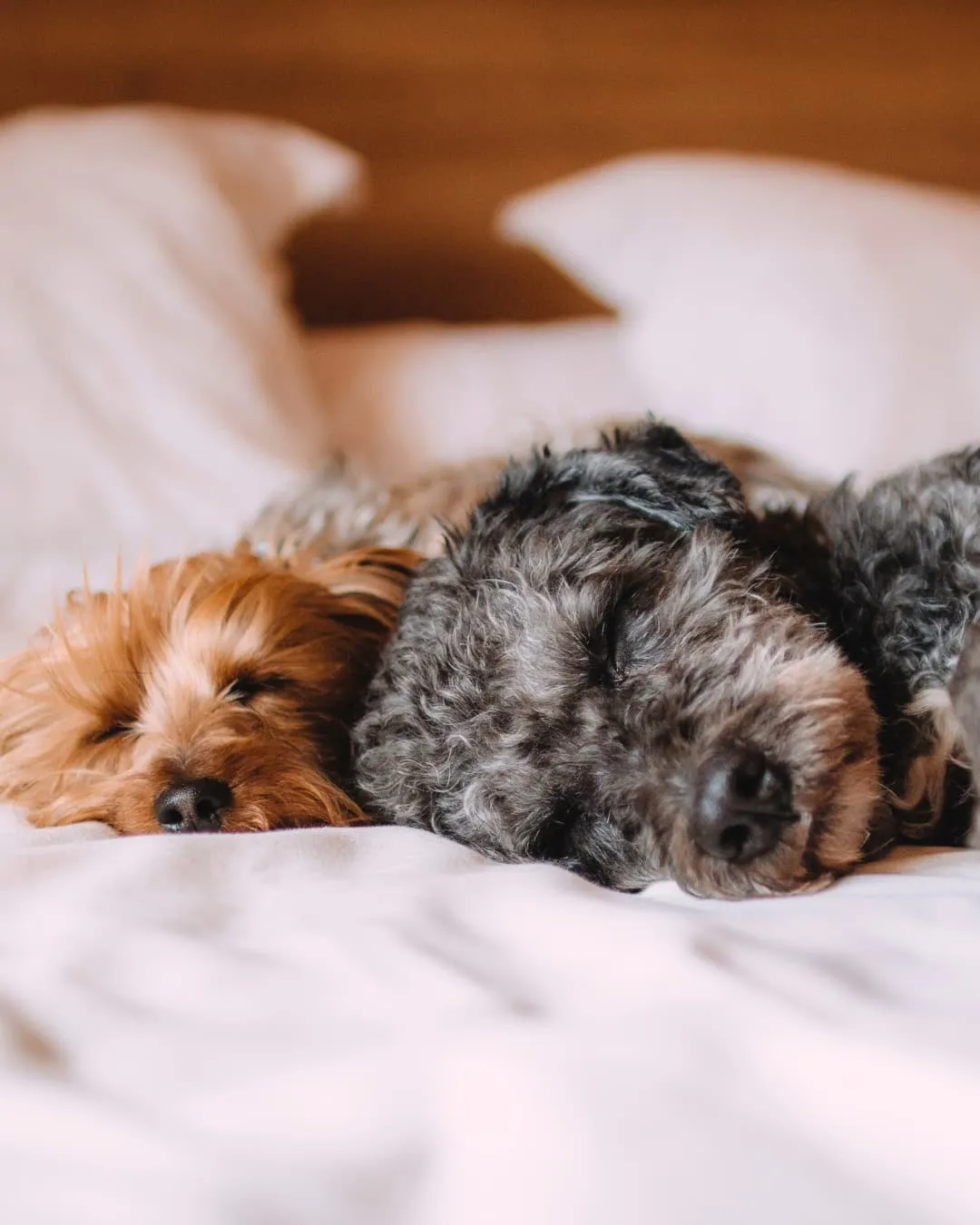 Two dogs, one brown and one grey, peacefully sleeping on a bed with white pillows and sheets. Cozy, relaxed atmosphere.
