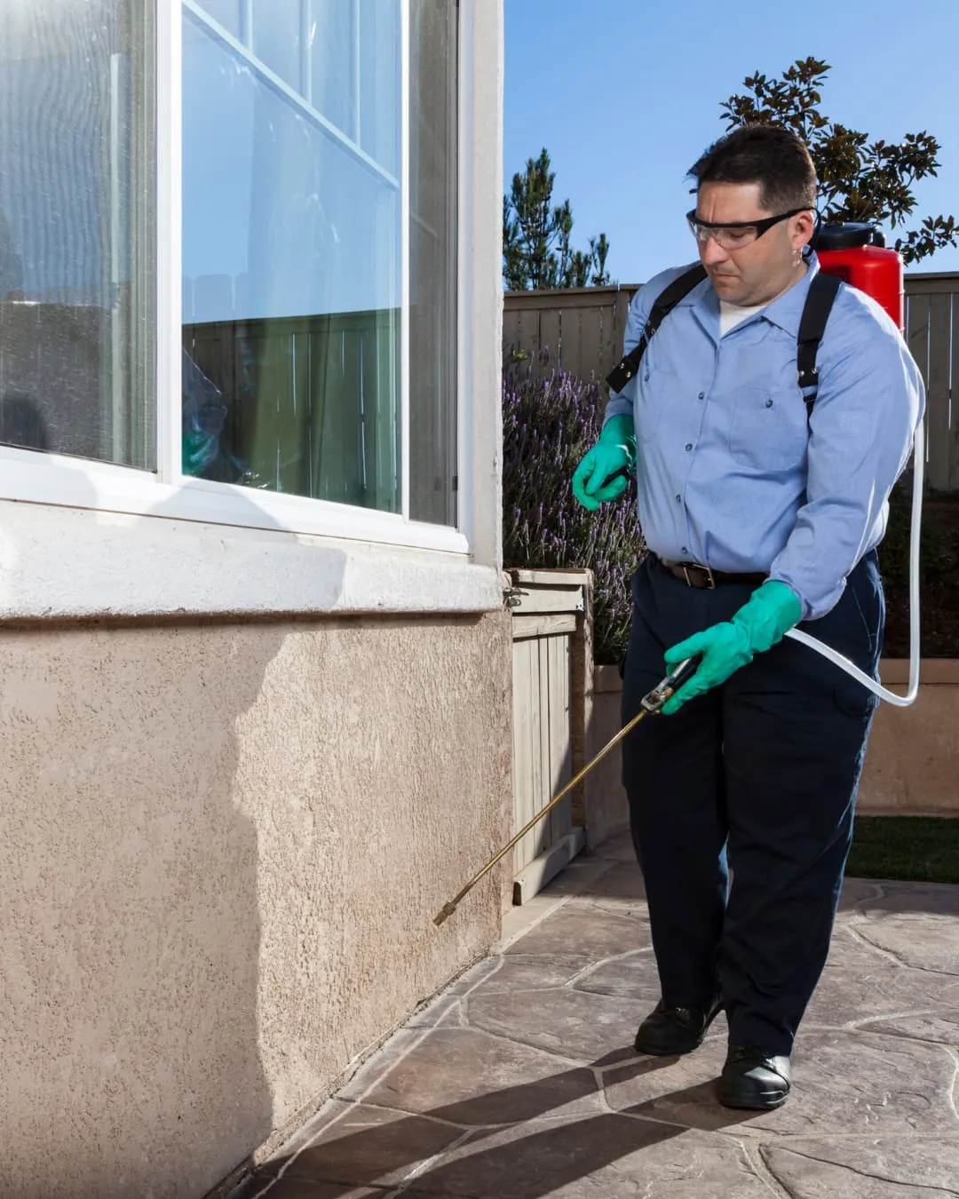 Worker in blue shirt and gloves sprays pesticide on exterior wall. Sunlit garden with purple flowers in background. Protective gear worn.