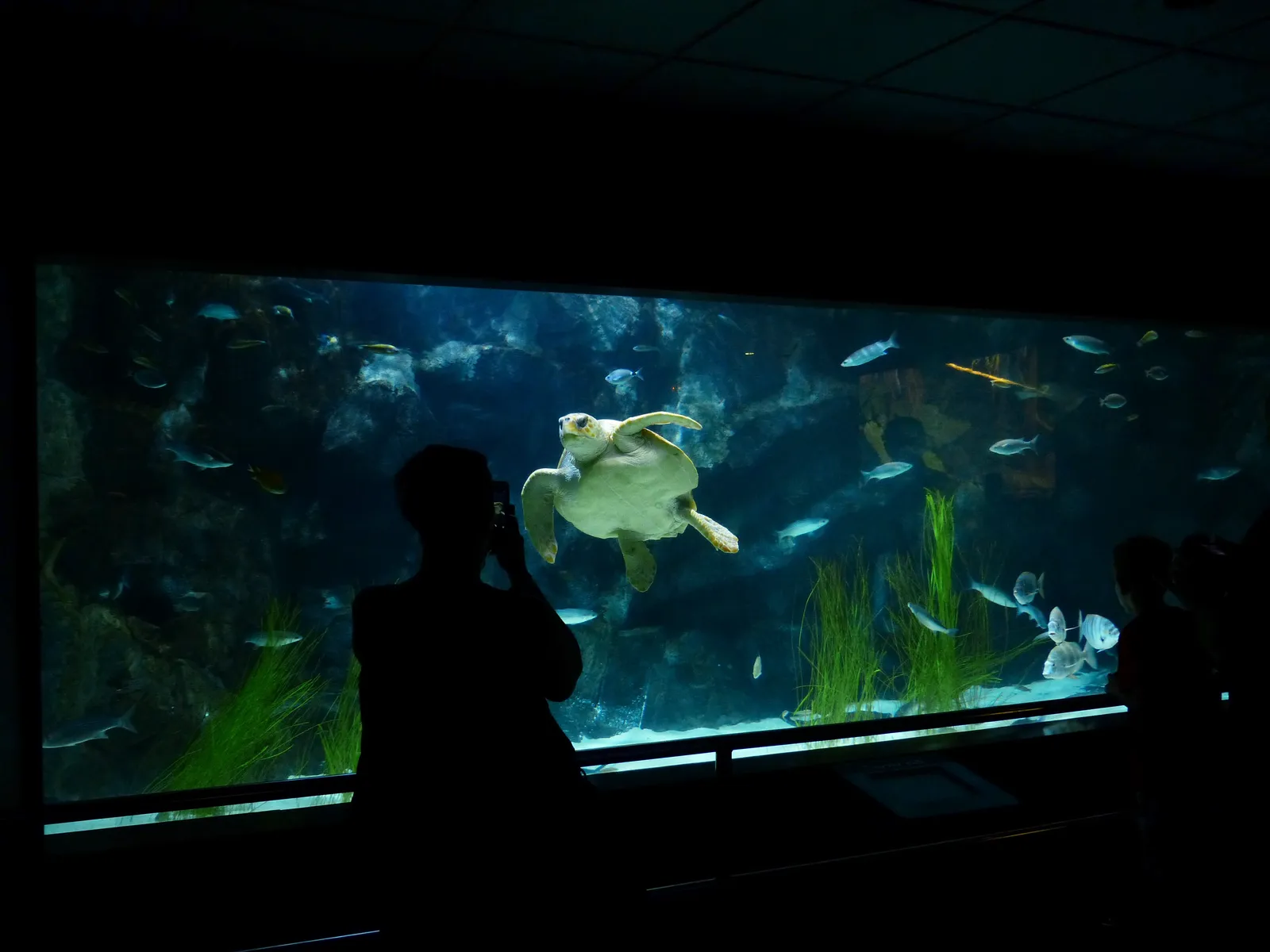 A sea turtle swims in an aquarium as a silhouetted person photographs it. Fish swim around in the dimly lit, underwater scene.