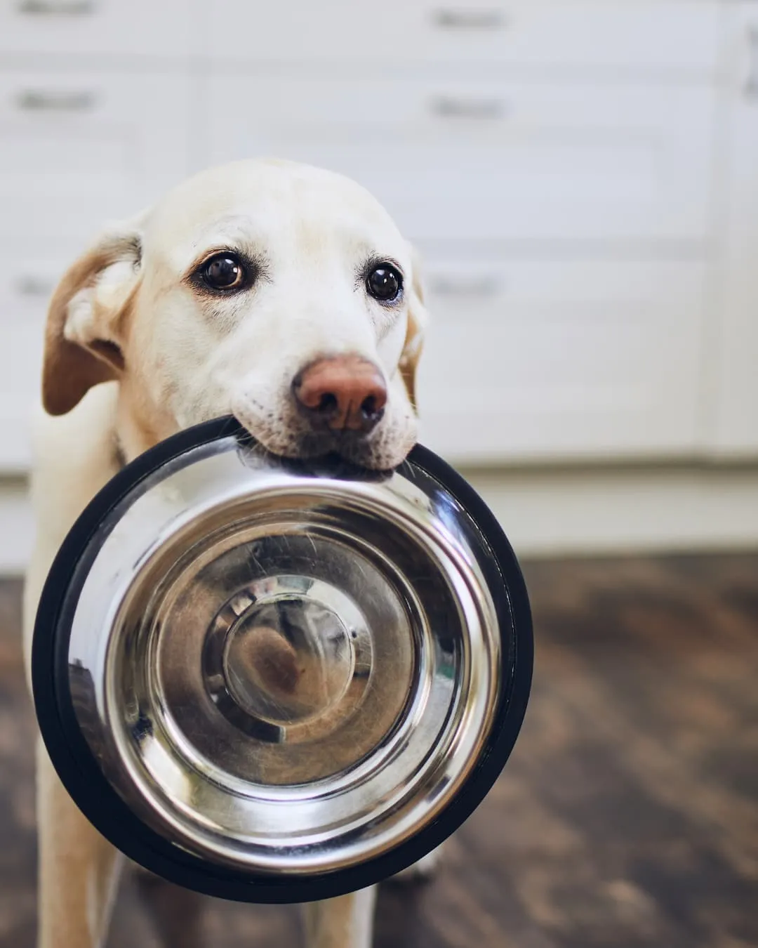 Labrador with sad eyes holds empty metal bowl in mouth, standing on wooden floor against a white kitchen background.