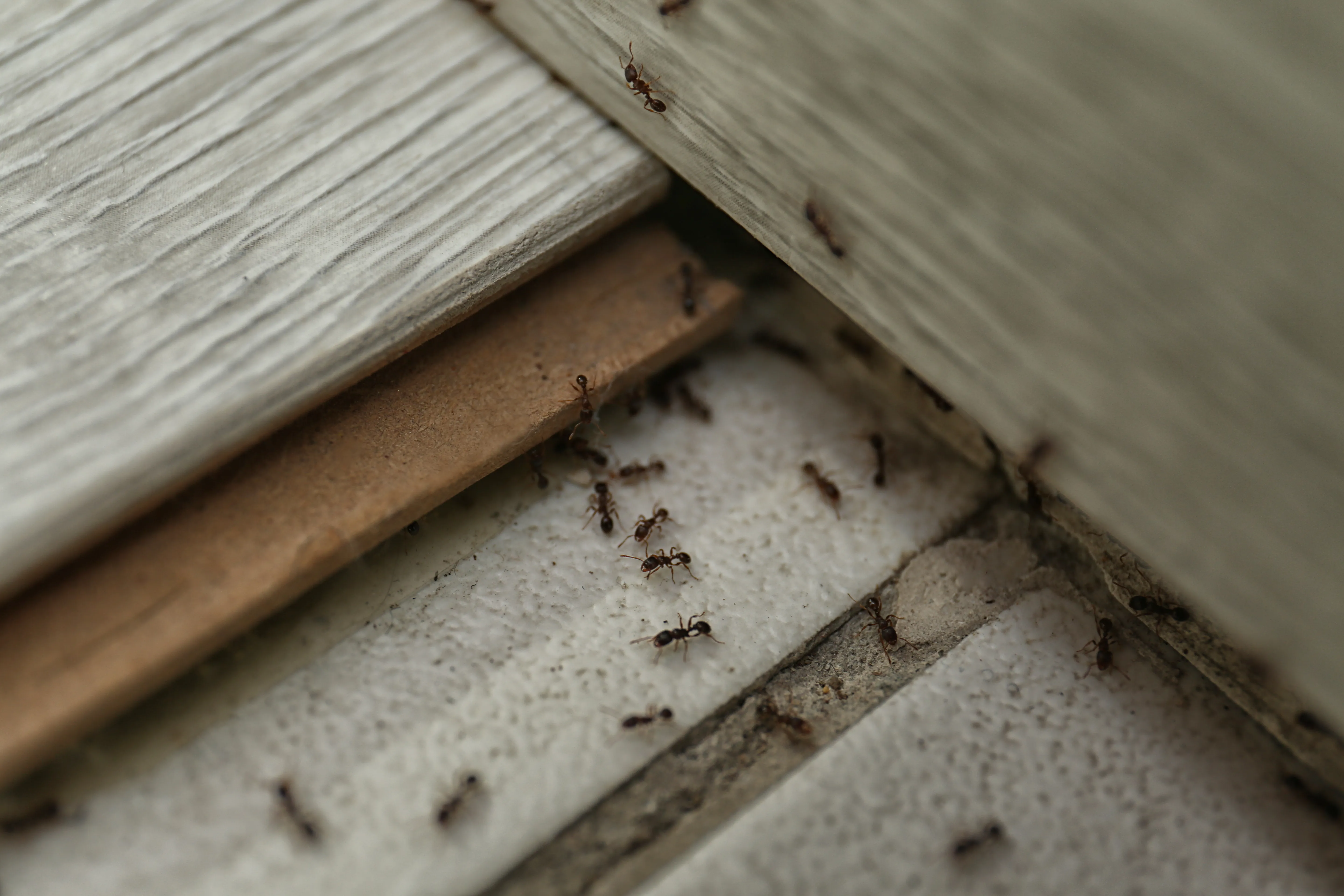 Close-up of ants crawling along the gap beneath exterior siding