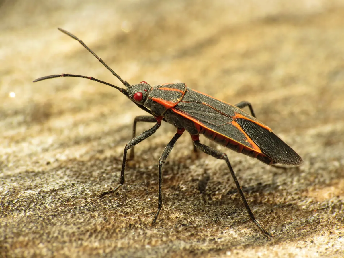 Side-view close-up of a boxelder bug with red-orange markings