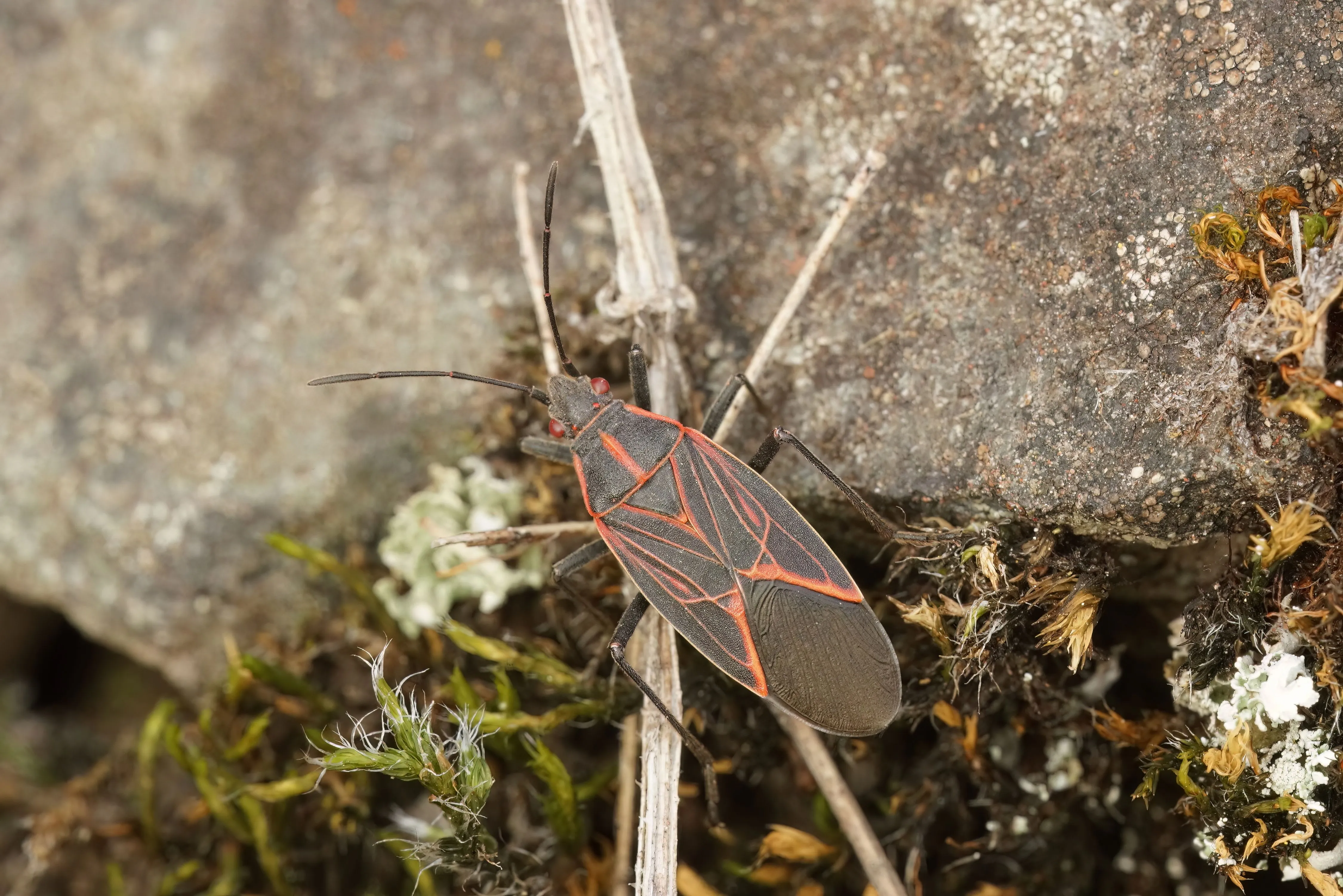 Close-up of a boxelder bug showing its red-orange wing markings