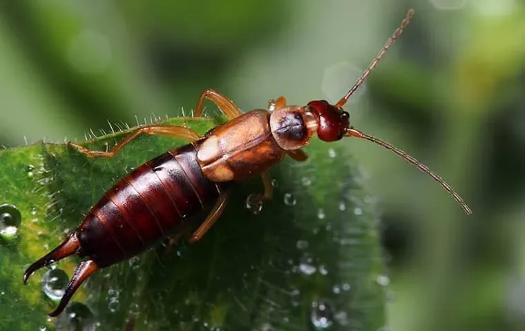 Close-up of an earwig on a green leaf