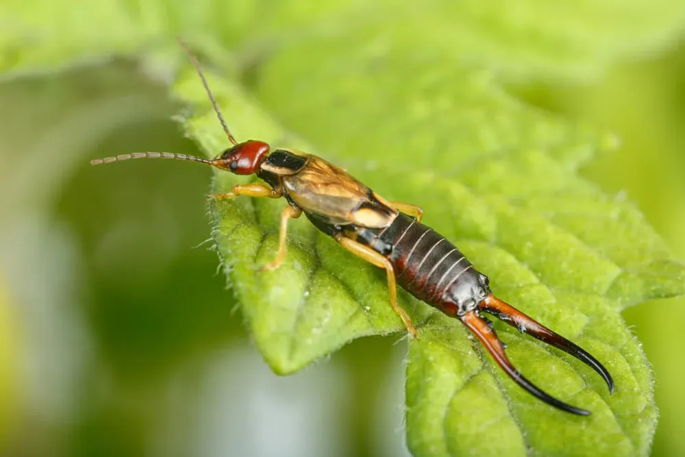 Close-up of an earwig on a leaf, showing its rear pincers