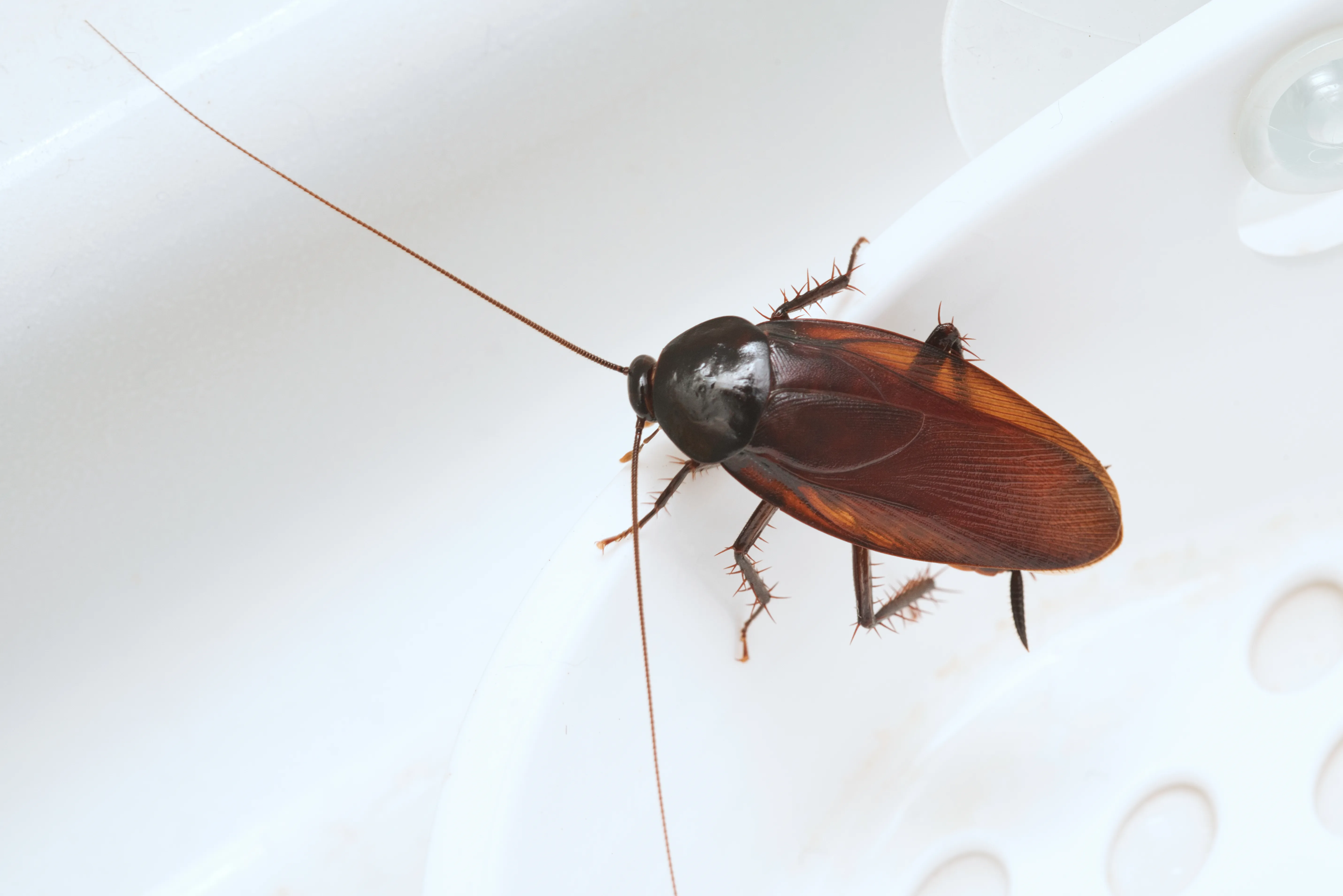 A brown cockroach in close-up against a white background.