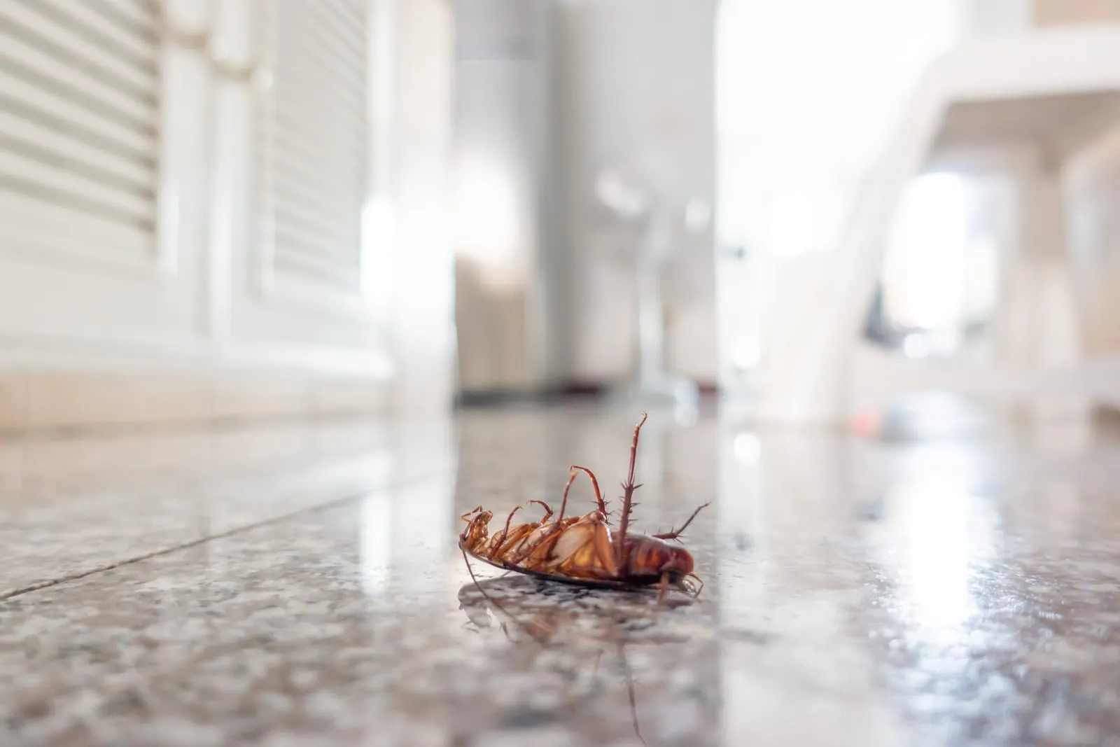 A dead cockroach lying on its back on a glossy tiled floor inside a bright home.