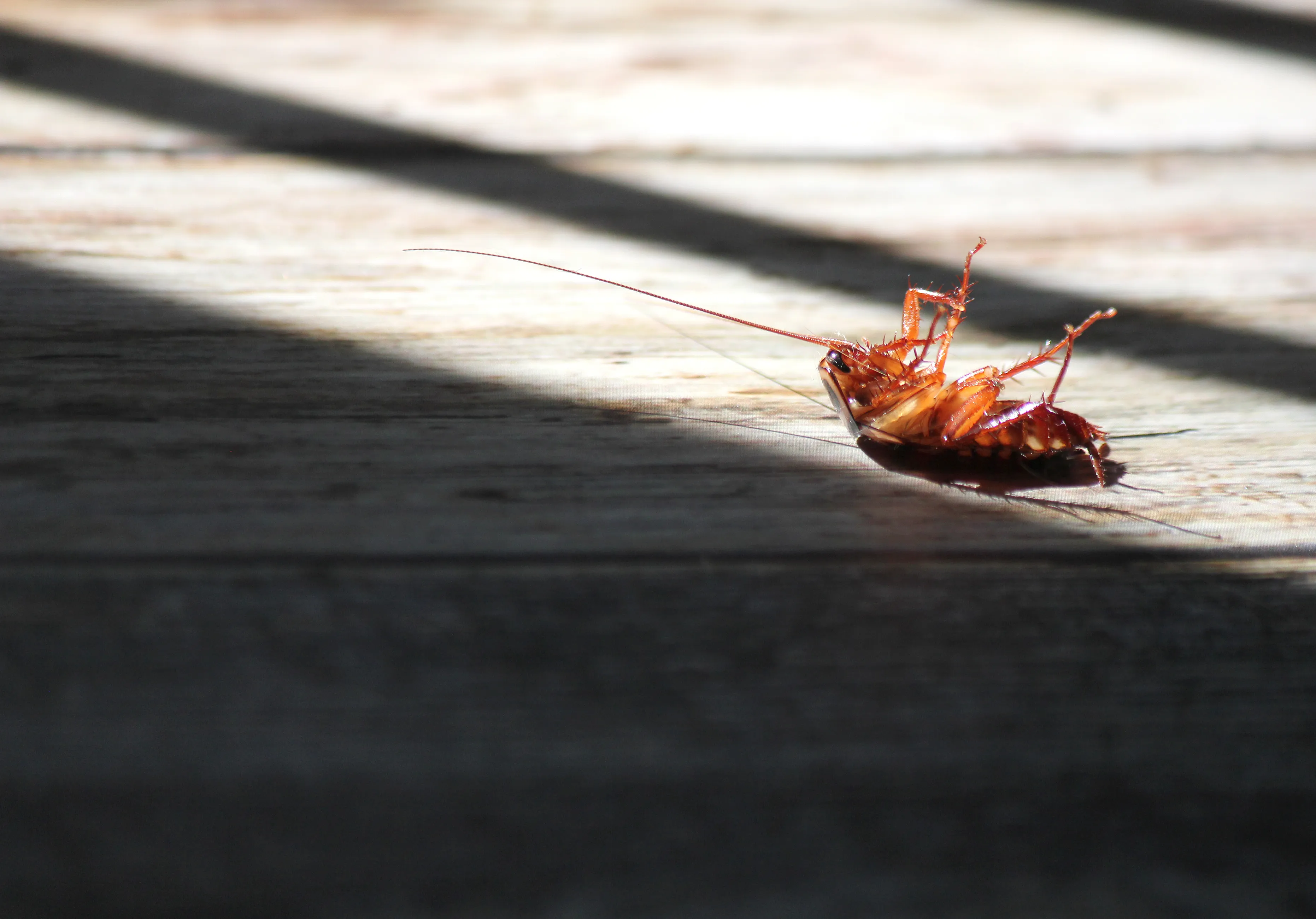 A dead cockroach on its back on a wooden surface.