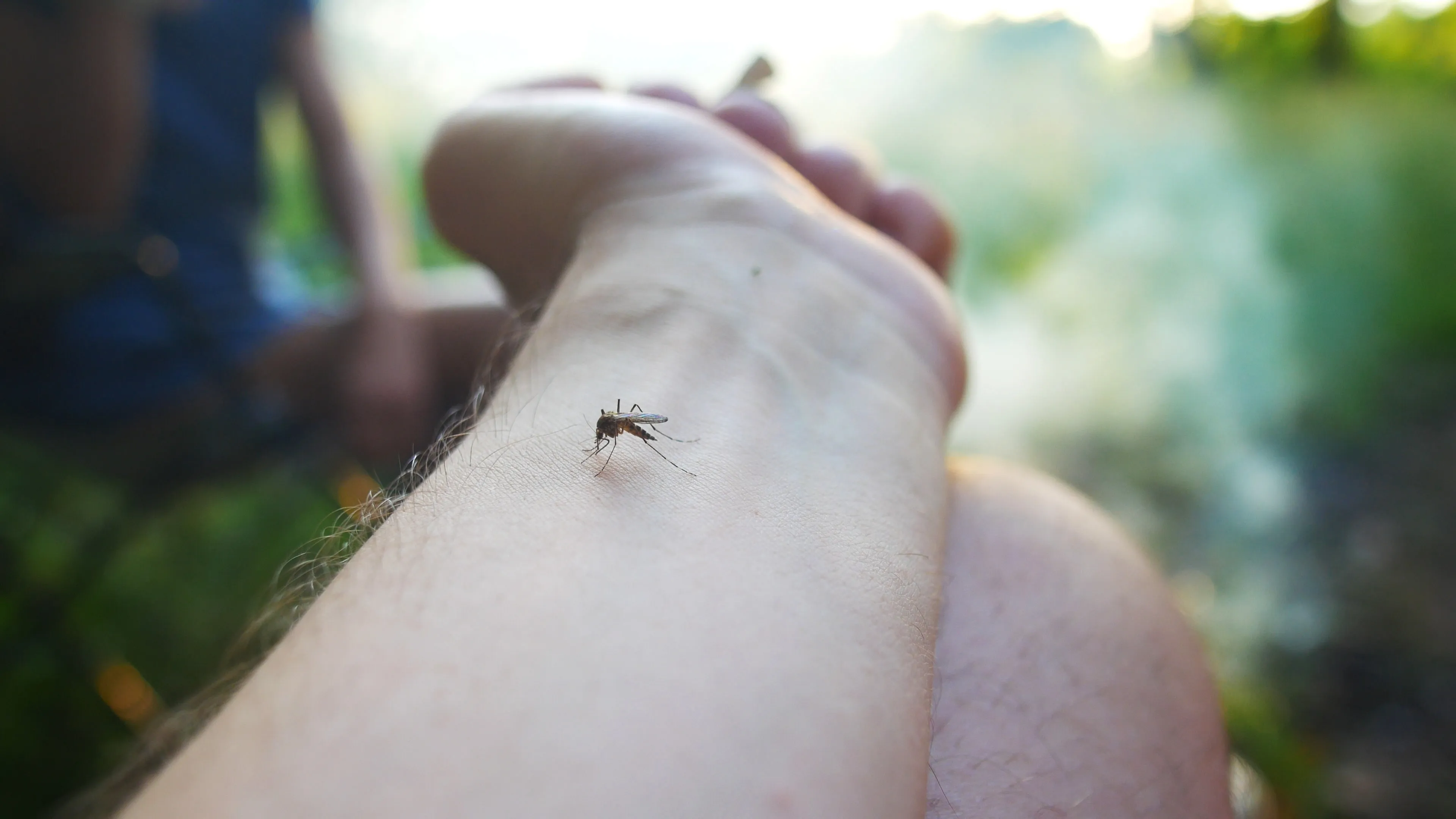 A mosquito resting on a person's arm outdoors.