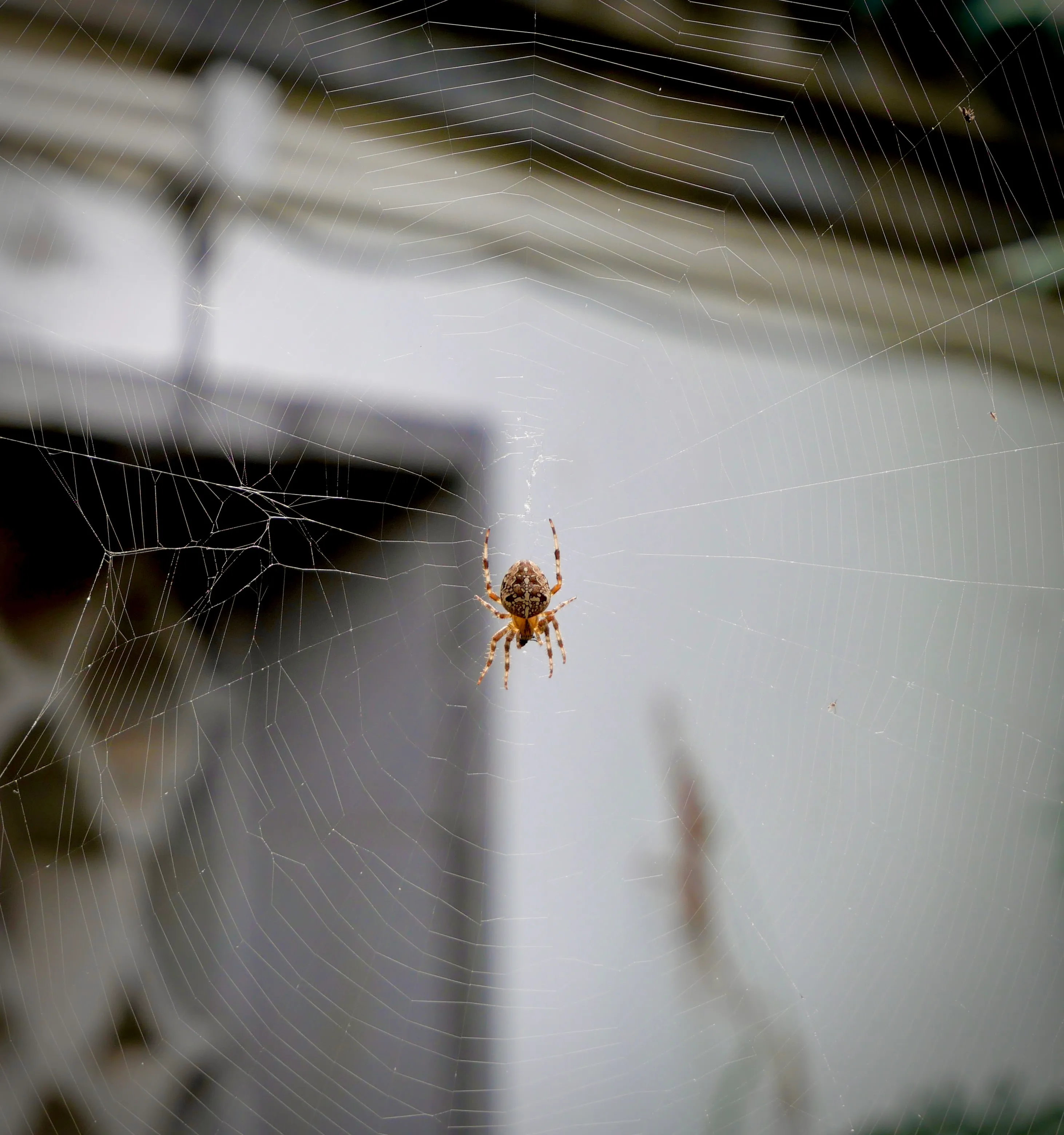 A spider sitting in its web against a white background.