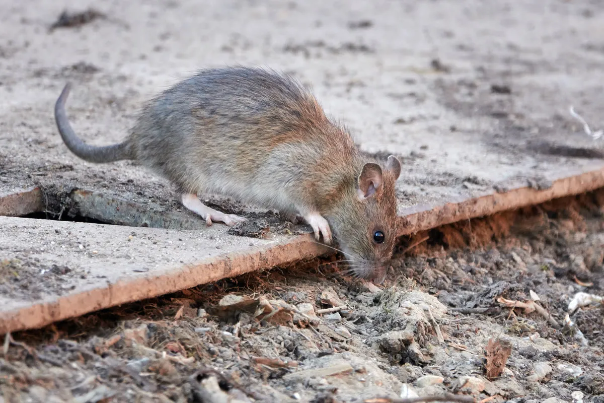 A brown rodent foraging along the edge of a concrete slab