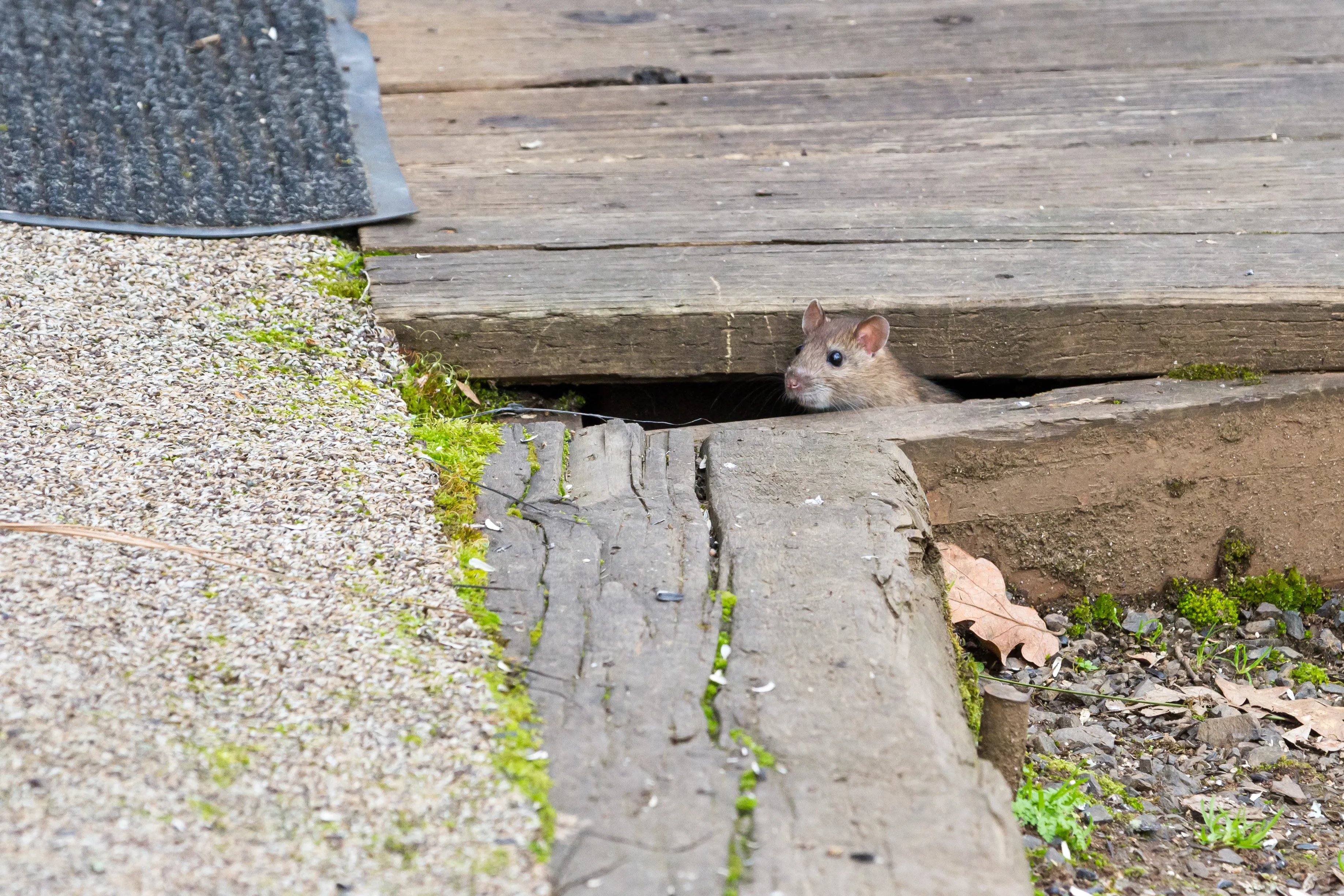 Close-up of a mouse peeking out from a gap beneath a wood deck