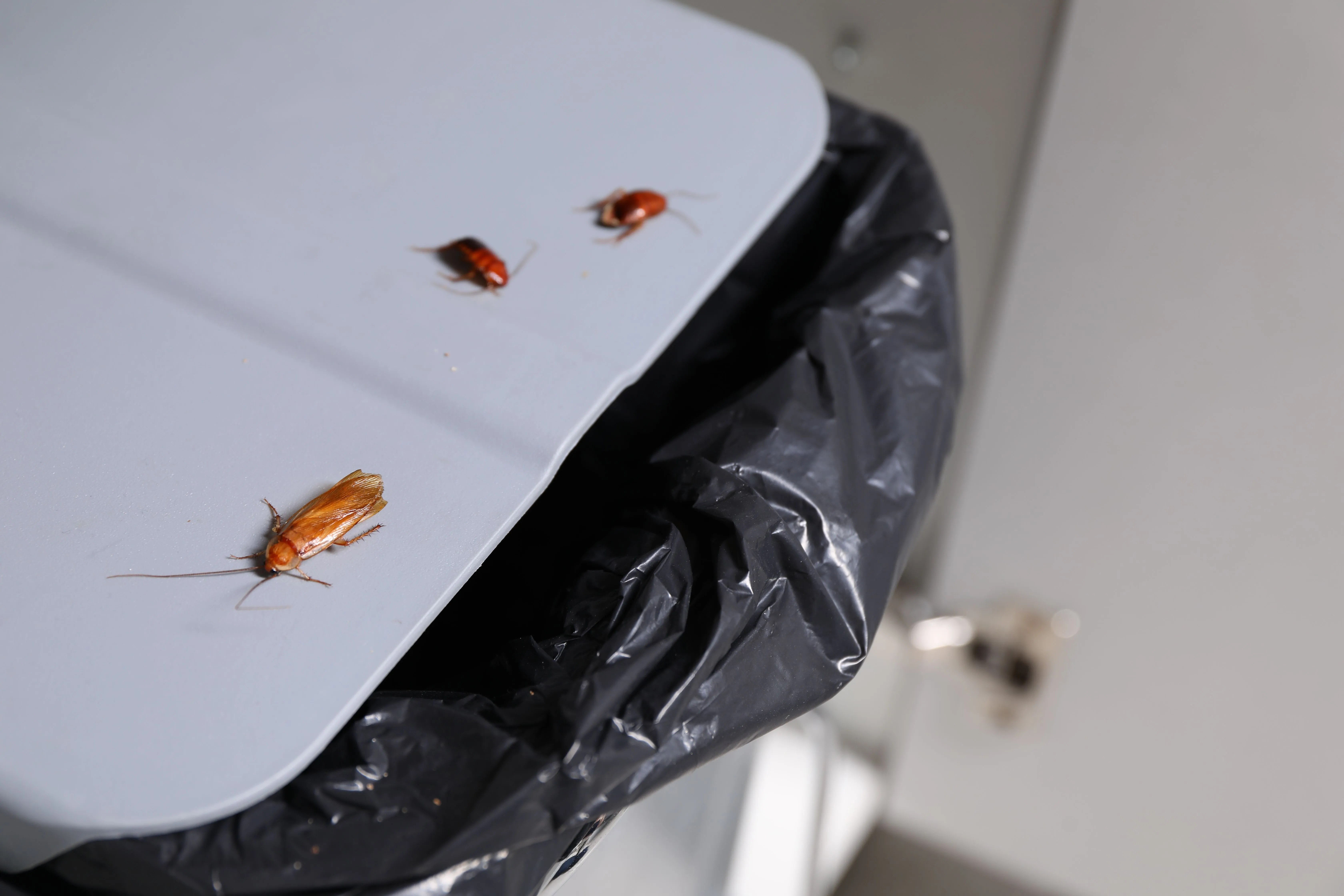 Close-up of cockroaches on the lid of a kitchen trash can